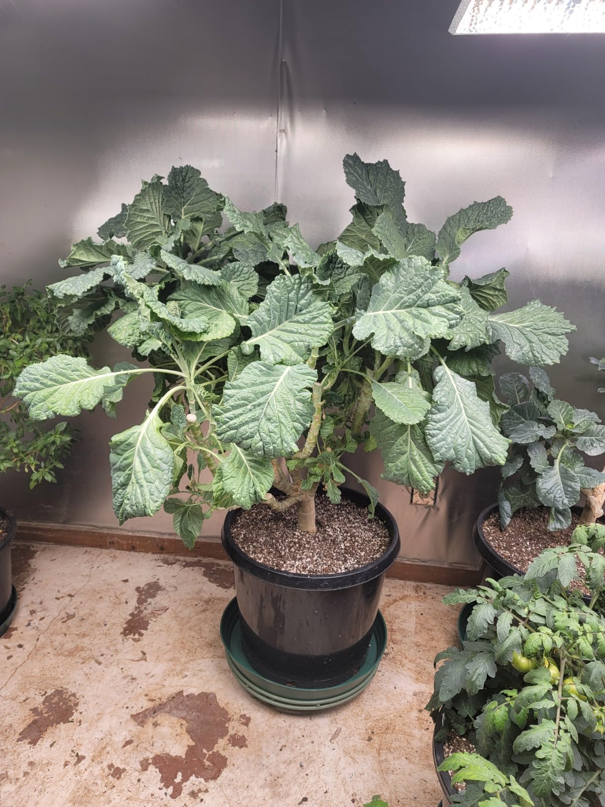 VIVOSUN 5-Pack 5 Gallon Grow Bags Heavy Duty 300G Thickened Nonwoven Plant Fabric Pots with Handles - Customer Photo 1