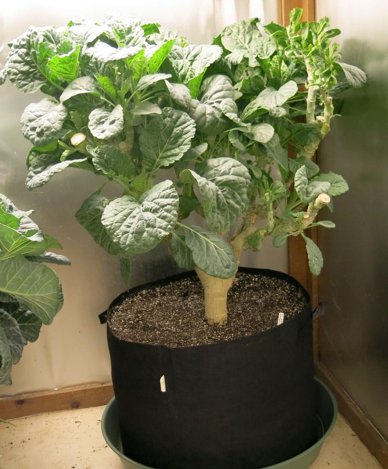 VIVOSUN 5-Pack 5 Gallon Grow Bags Heavy Duty 300G Thickened Nonwoven Plant Fabric Pots with Handles - Customer Photo 3