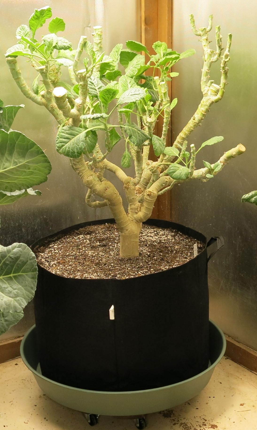 VIVOSUN 5-Pack 10 Gallon Plant Grow Bags, Heavy Duty Thickened Nonwoven Fabric Pots with Handles - Customer Photo 2