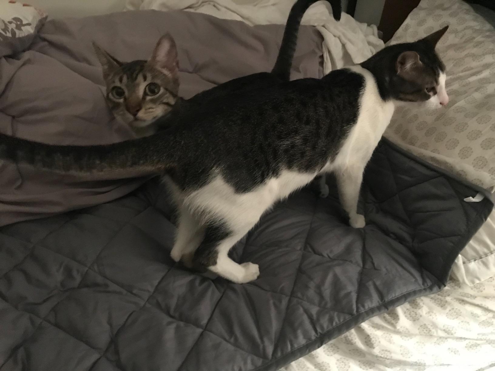 HYPNOSER Weighted Blanket Twin Size (15 lbs 48