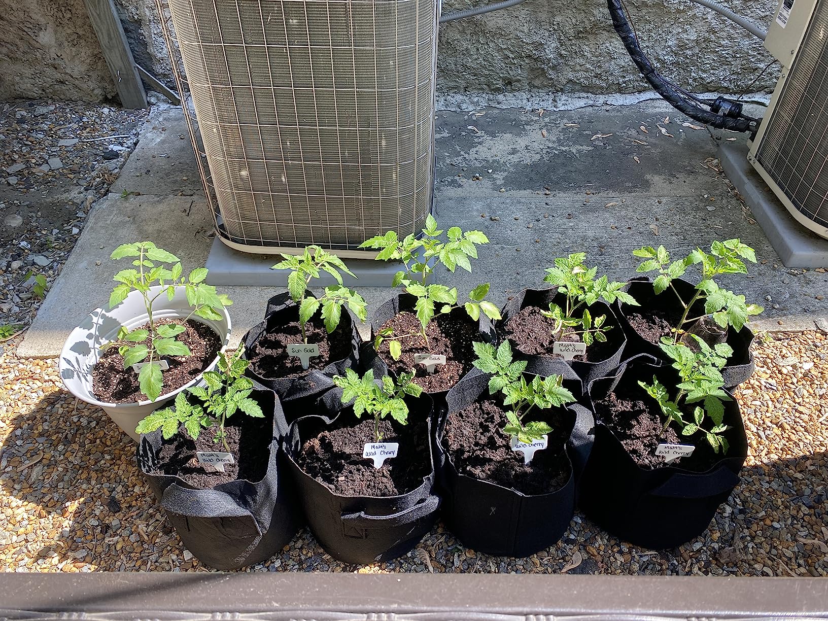 Gardzen 10-Pack 10 Gallon Grow Bags, 300G Thickened Aeration Fabric Pots with Handles - Customer Photo 4