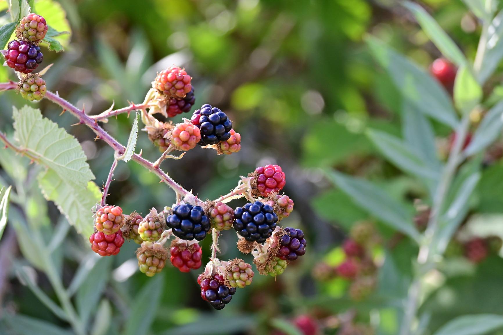 Nikon Z 50 with Two Lenses | Compact mirrorless stills/video camera with wide-angle and telephoto zoom lenses | Nikon USA Model customer photo 2