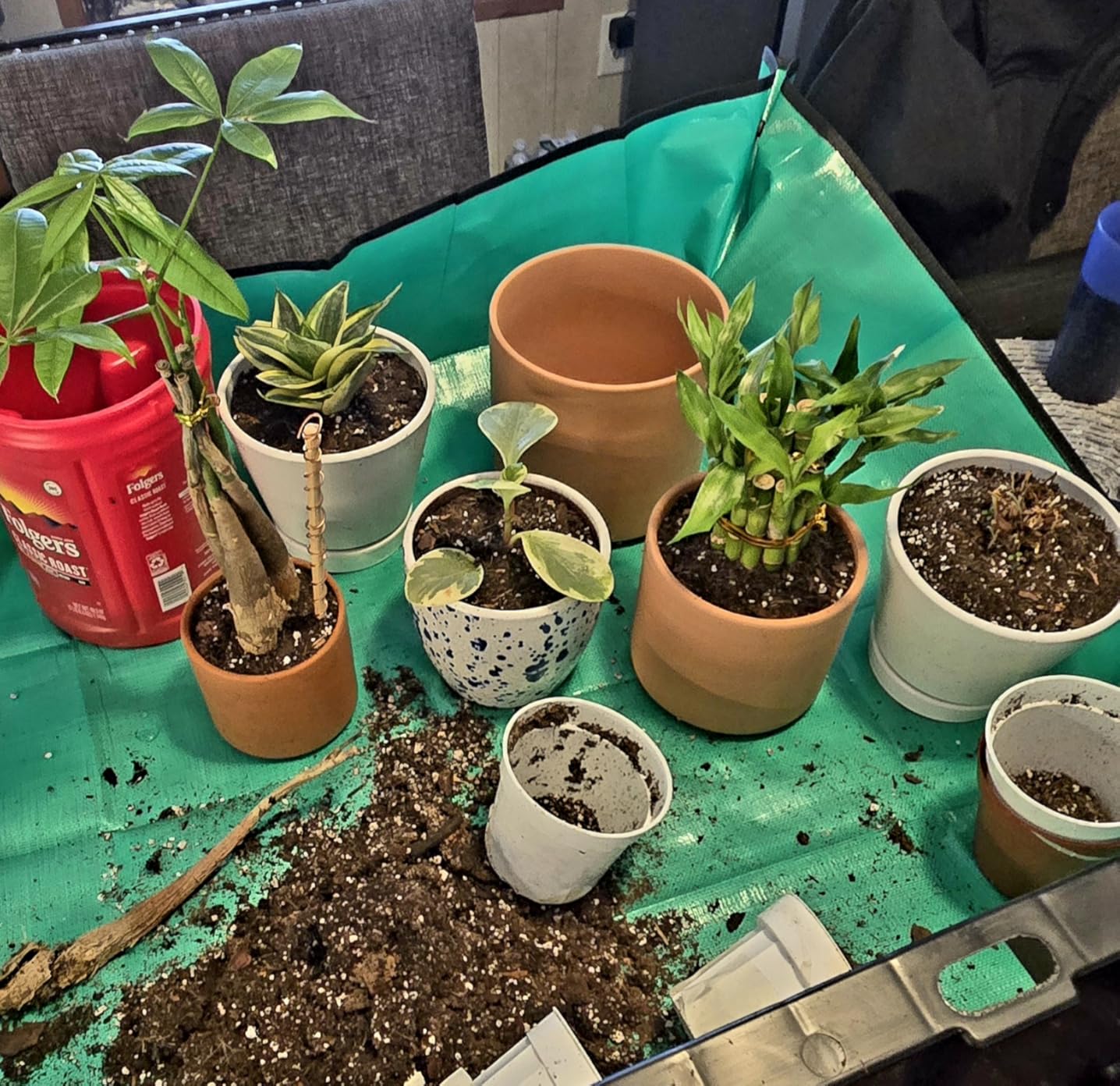 D'vine Dev Terracotta Pots for Plants, 4.2 Inch 5.3 Inch 6.5 Inch, Succulent Planter Pot with Drainage and Saucer, 40-T-A-0 - Customer Photo 2