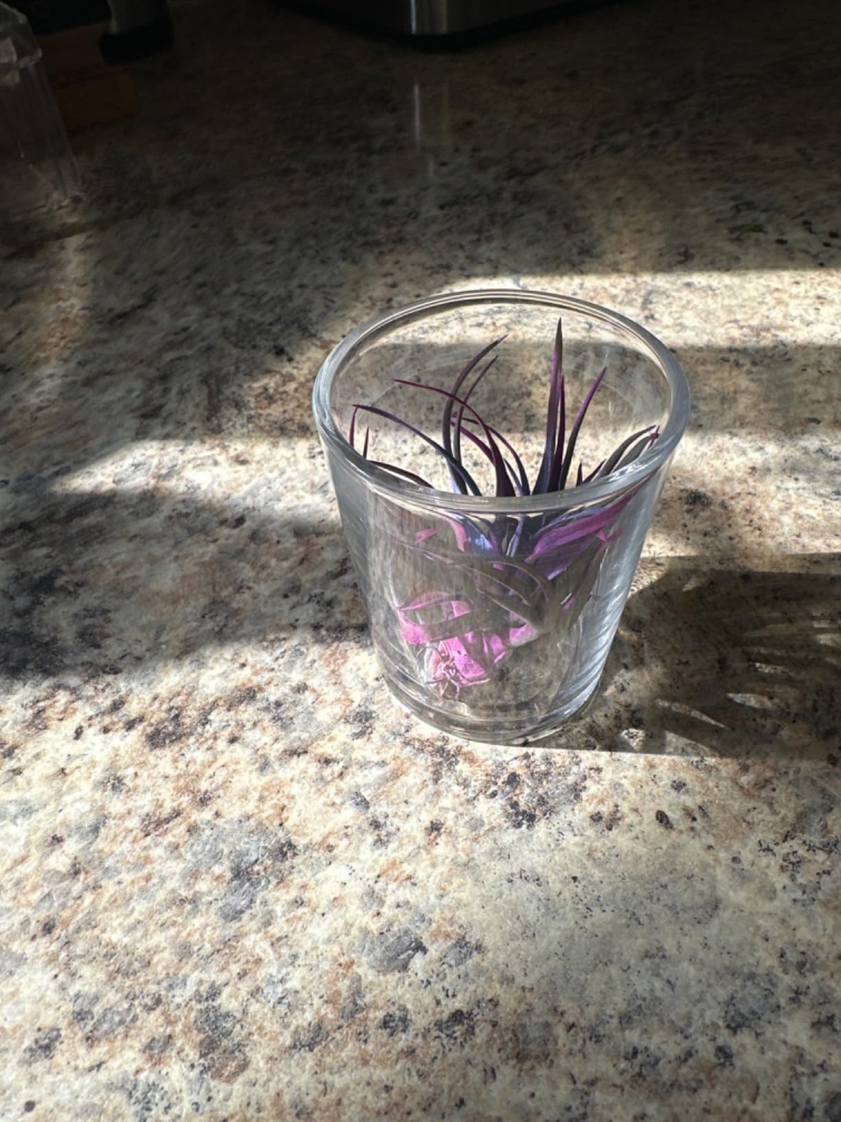 DARJEN Votive Candle Holders Set of 12 - Glass Votives Holder - Clear Floating Tealight Candle Holder Bulk for Table Centerpieces & Wedding Decor - Customer Photo 2