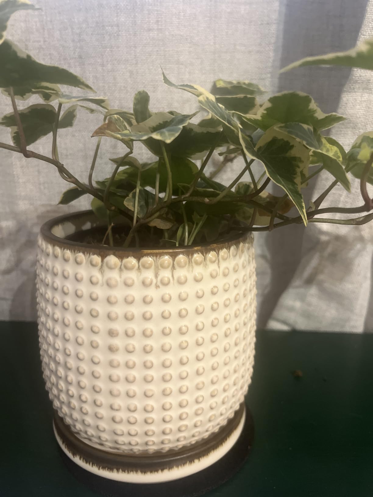 D'vine Dev 6 Inch Terracotta Beaded Planter Pot - Flower Pot with Drainage Hole and Saucer for Indoor Succulent Plants or Flowers, Terracotta, 27-C-X-7 - Customer Photo 1