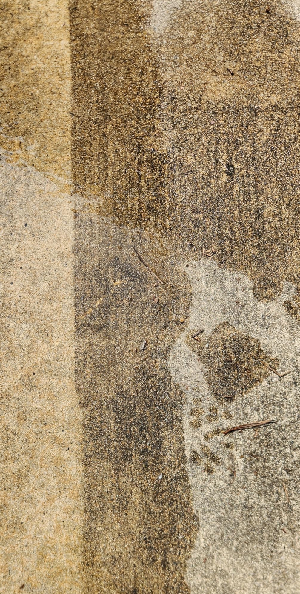 Westinghouse WPX3400 Gas Pressure Washer, 3400 PSI and 2.6 Max GPM, Onboard Soap Tank, Spray Gun and Wand, 5 Nozzle Set, for Cars/Fences/Driveways/Homes/Patios/Furniture customer photo 2