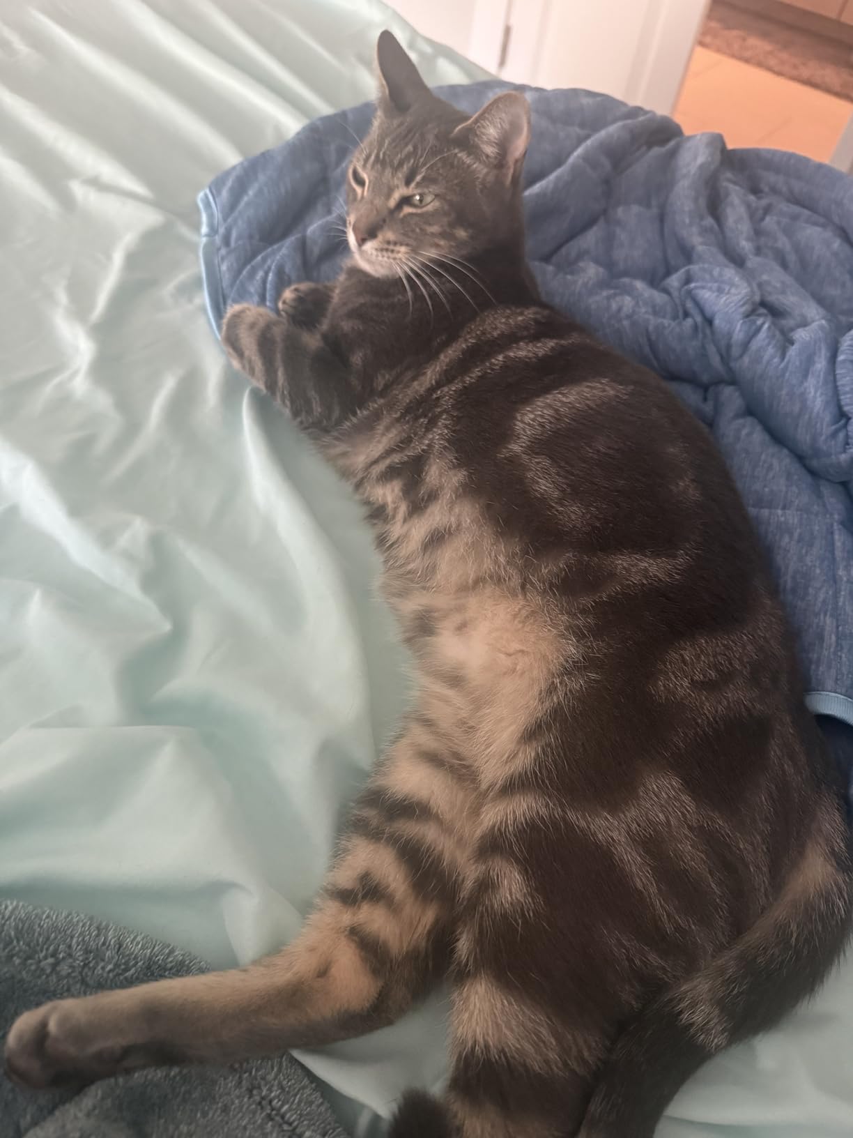 L'AGRATY Weighted Blanket for Adults- Dark Grey, 48