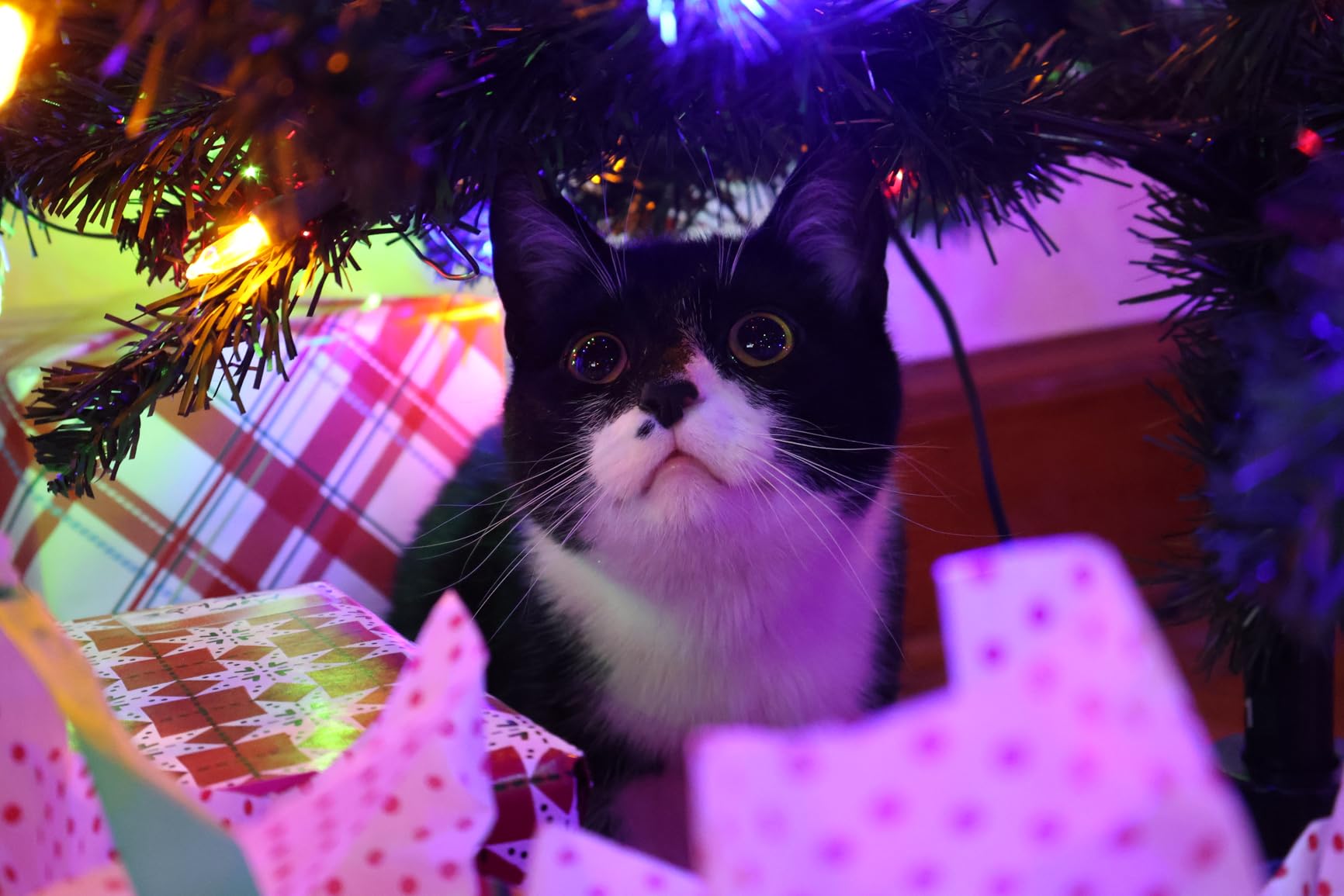 Canon EOS R50 Mirrorless Camera RF-S18-45mm F4.5-6.3 is STM Lens Kit, 24.2 Megapixel CMOS (APS-C) Sensor, 4K Video, Hybrid Camera, Photo and Video, Vlogging, Content Creator, RF Mount, Black customer photo 2