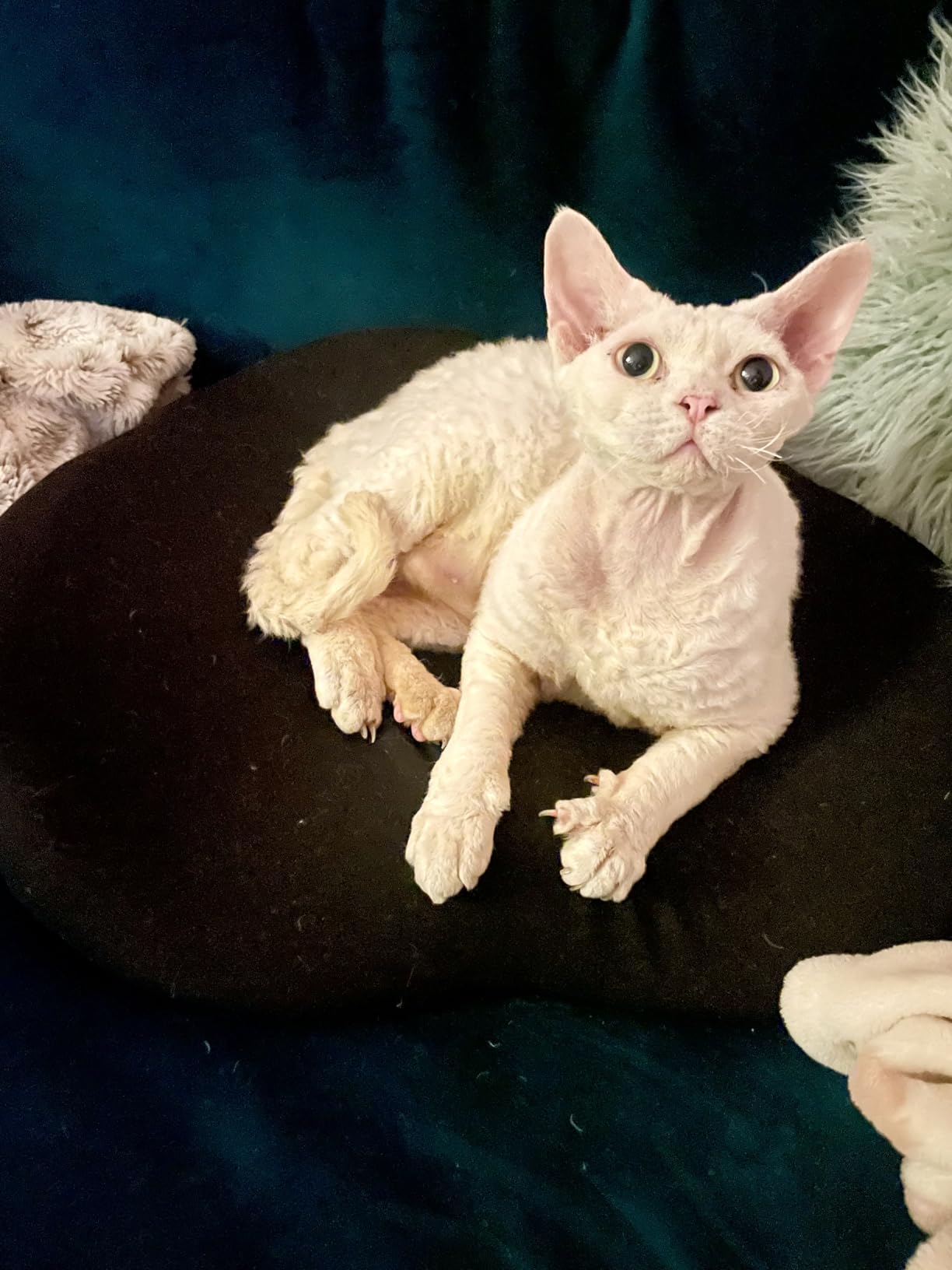 Car Seat Cushion for Long Driving - X Large Memory Foam Seat Cushion for Sciatica & Tailbone Pain Relief, Orthopedic Coccyx Cushion with Non-Slip Bottom, Back Pillow for Car, Truck (Black) customer photo 1