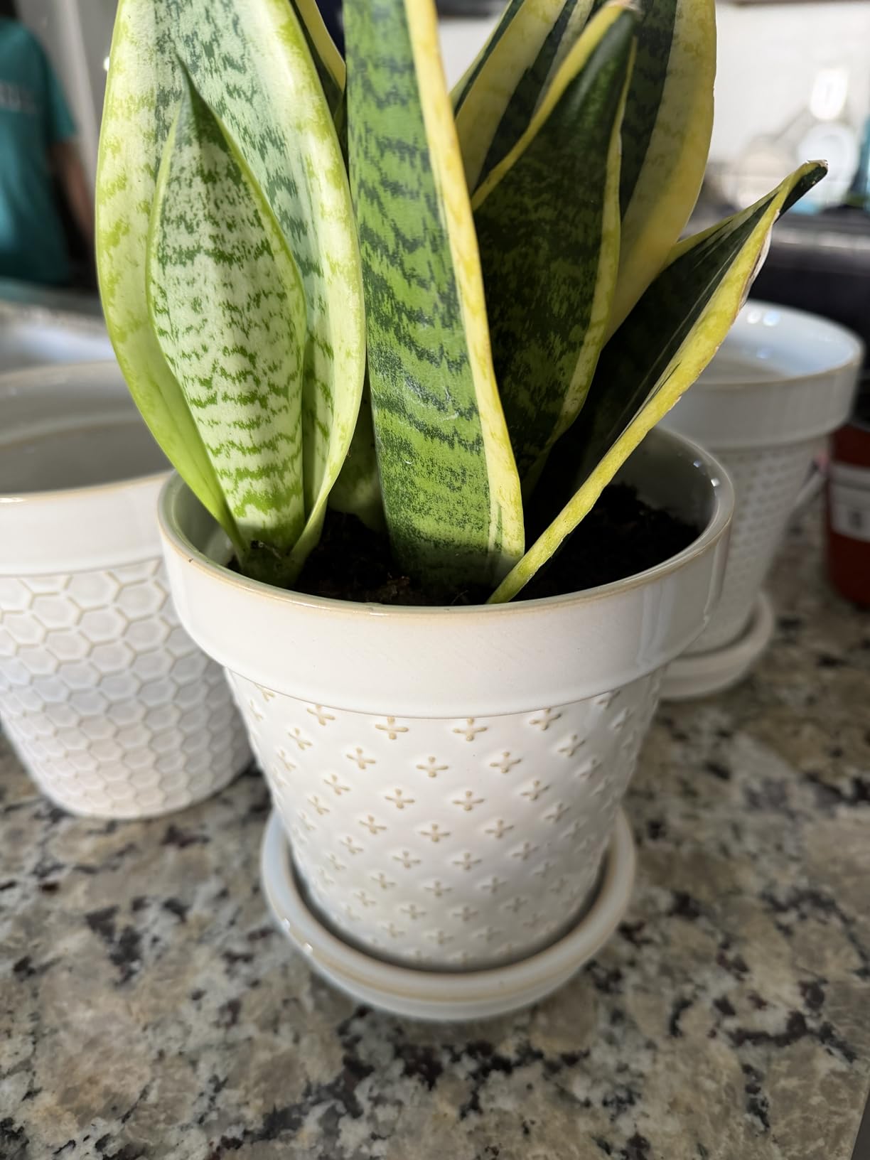 LE TAUCI Ceramic Plant Pots, 6 Inch Flower Pot with Drainage Hole & Saucer, Embossed Planter Pots - Customer Photo 1