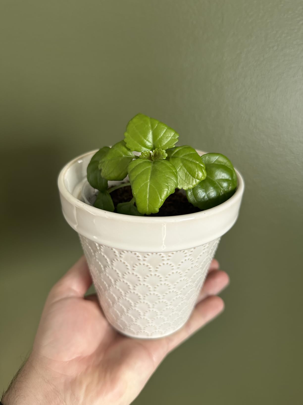 LE TAUCI Ceramic Plant Pots, 6 Inch Flower Pot with Drainage Hole & Saucer, Embossed Planter Pots - Customer Photo 3