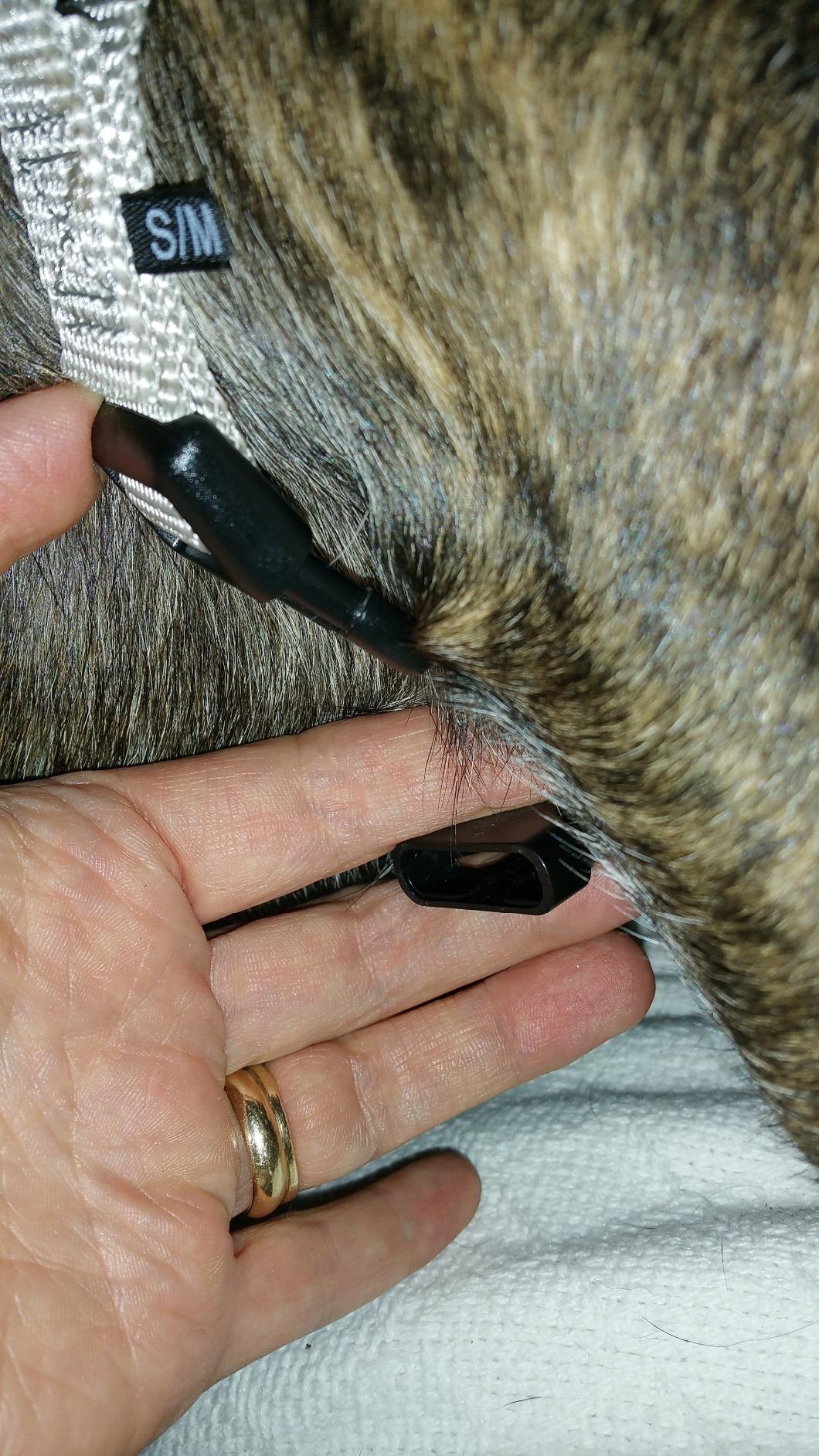 PetSafe Easy Walk Harness for Dogs - Pull-Free Walks - Patented Martingale Loop Design - Front Chest Leash Attachment - Adjustable Comfort Straps - Breathable Harness Design - Large, Black/Silver customer photo 1