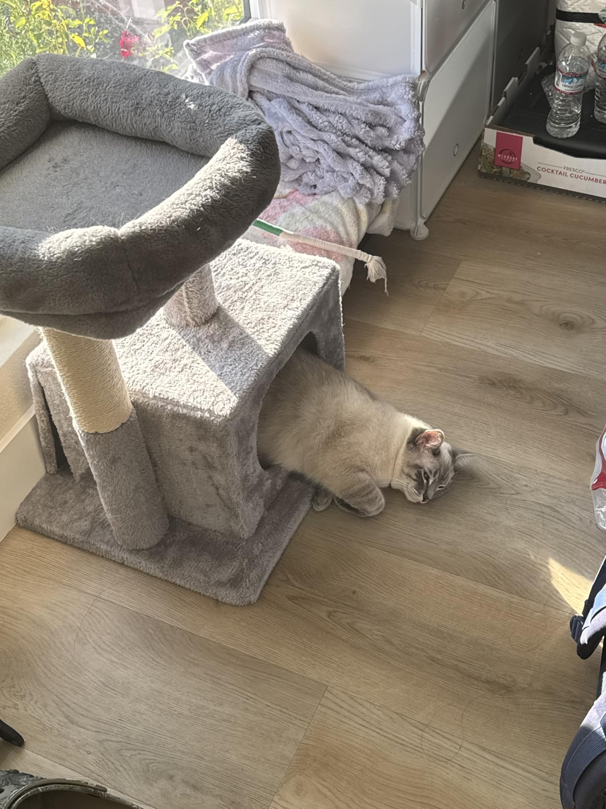 Royal Canin Feline Health Nutrition Indoor Adult Dry Cat Food, 7 lb Bag customer photo 1