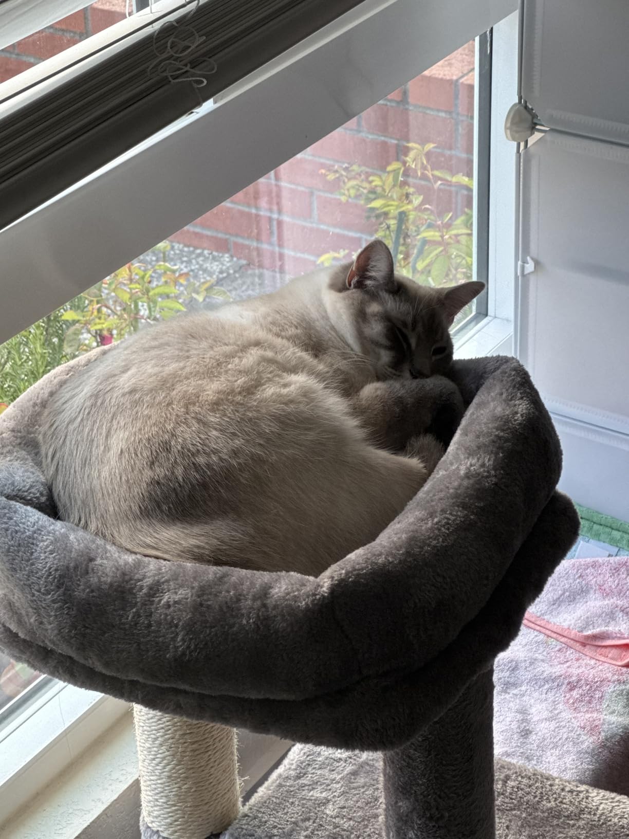 Royal Canin Feline Health Nutrition Indoor Adult Dry Cat Food, 7 lb Bag customer photo 2