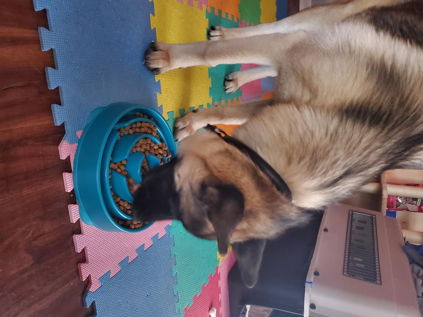 Diamond Naturals Large Breed Adult Dry Dog Food Lamb Meal and Rice Formula with Protein from Real Lamb, Probiotics and Essential Nutrients to Support Balanced and Overall Health in Adult Dogs 40lb customer photo 2