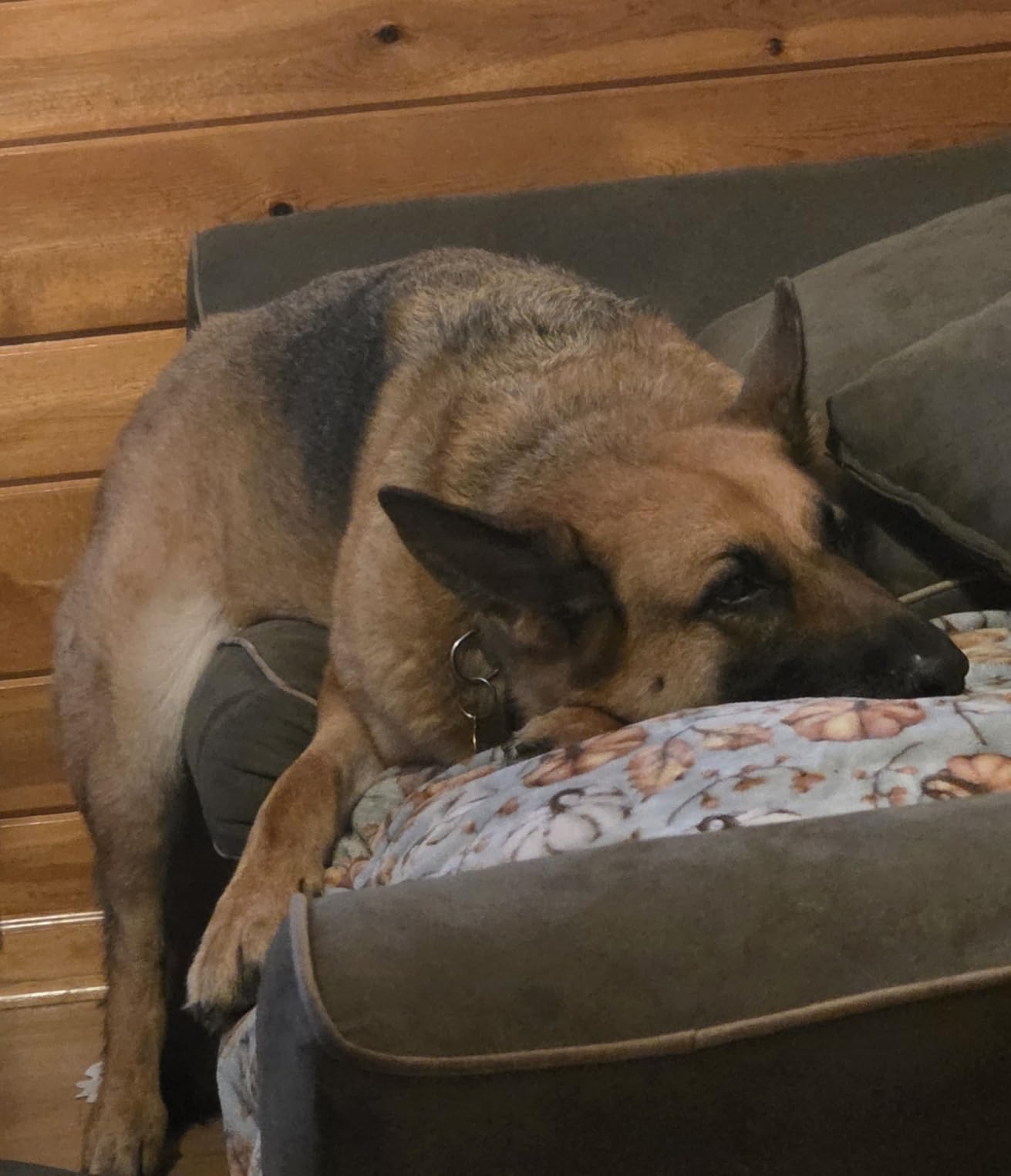 Purina Pro Plan High Protein, Digestive Health Large Breed Dog Food Dry, Chicken and Rice Formula - 34 lb. Bag customer photo 1