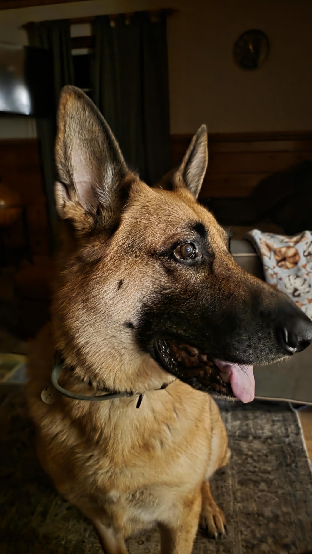 Purina Pro Plan High Protein, Digestive Health Large Breed Dog Food Dry, Chicken and Rice Formula - 34 lb. Bag customer photo 2