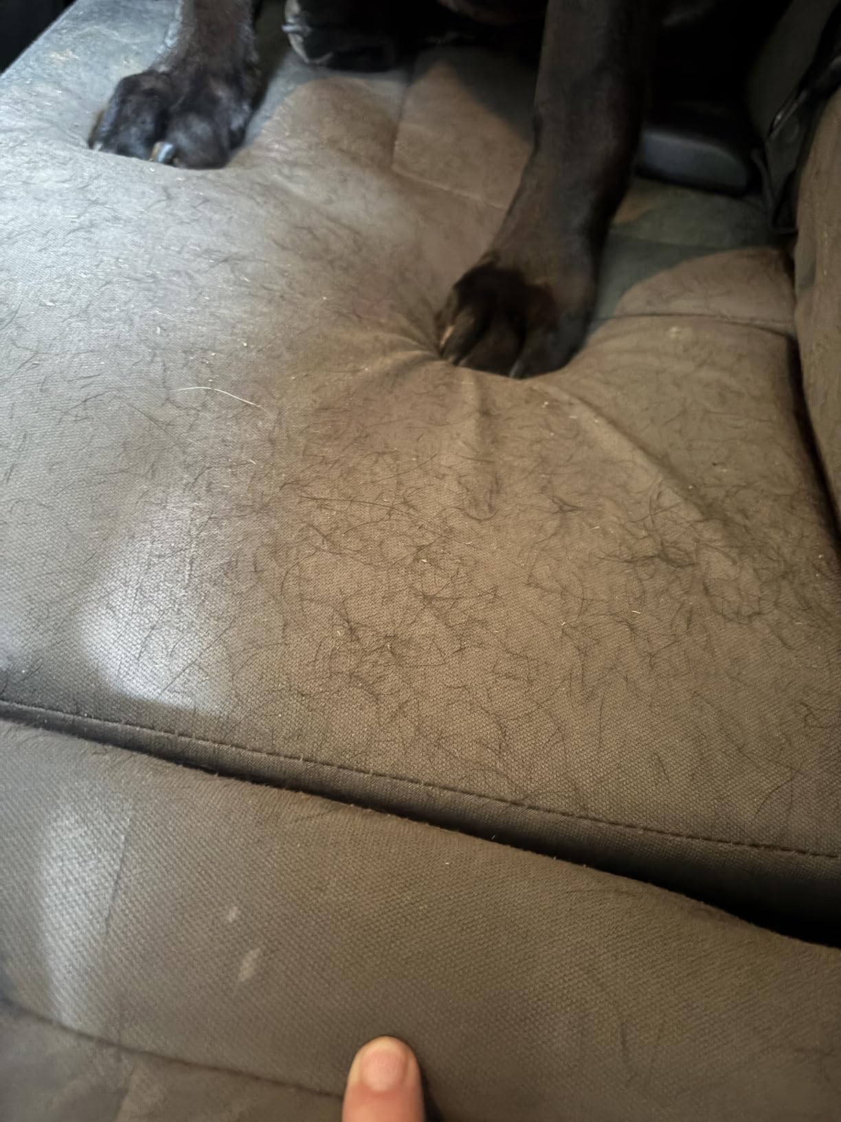 Chemical Guys Professional Rubber Pet Hair Removal Brush - Multi Surface Detailing & Pet Hair Removal Tool for Cars, Trucks, SUVs, RVs & Home - Removes Lint and Debris from Upholstery and Carpet customer photo 2