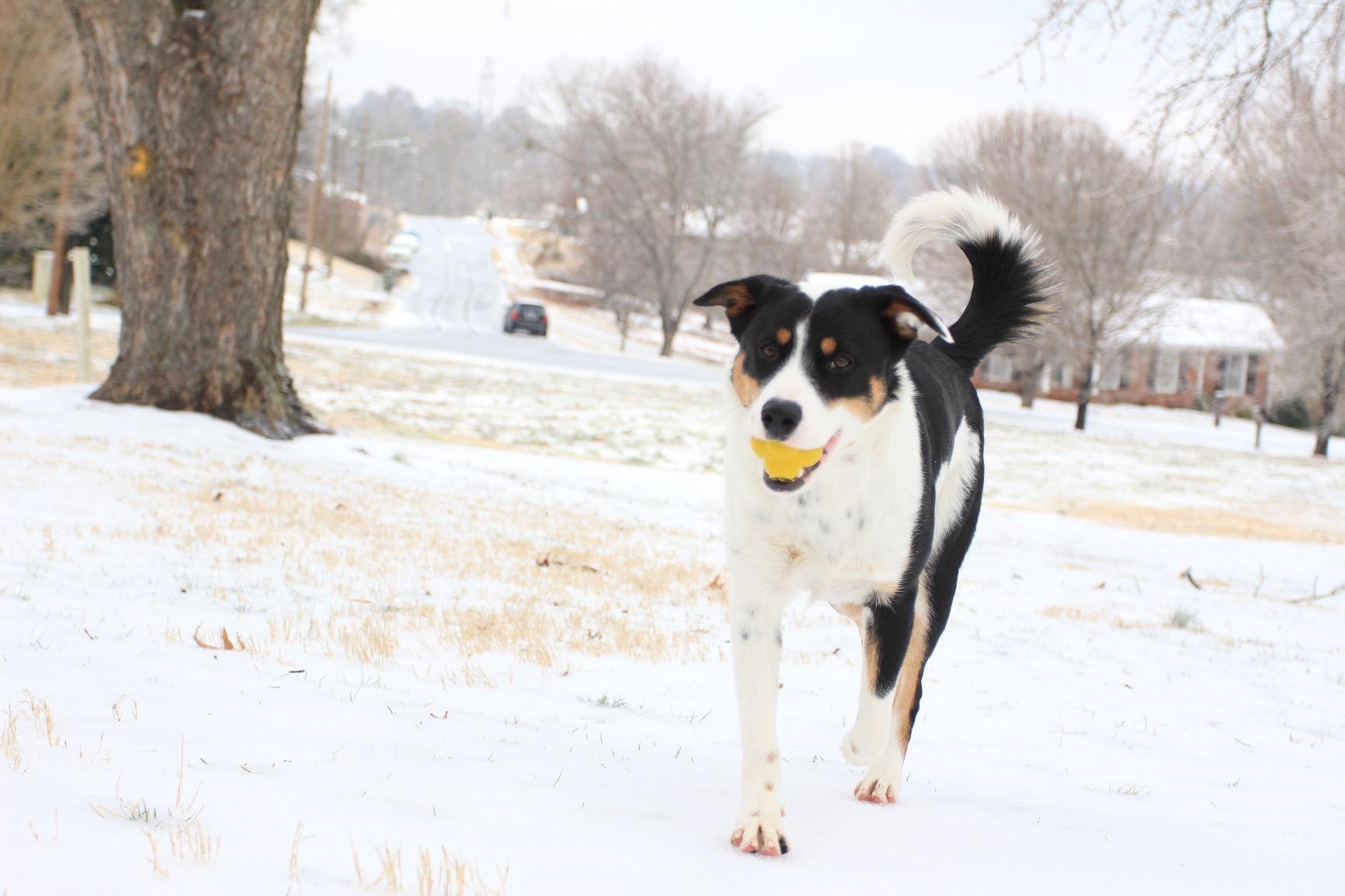SKLZ Reaction Ball - Baseball and Softball Reflex and Agility Trainer customer photo 1