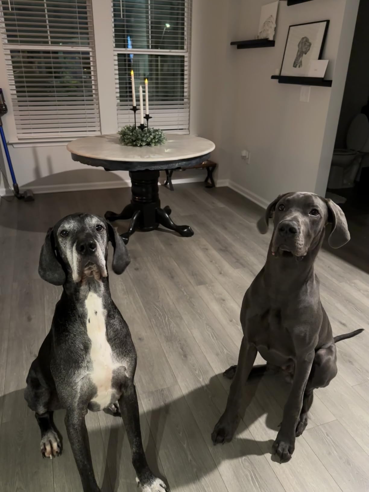 Eukanuba Adult Large Breed Dry Dog Food, 30 lb Bag customer photo 1