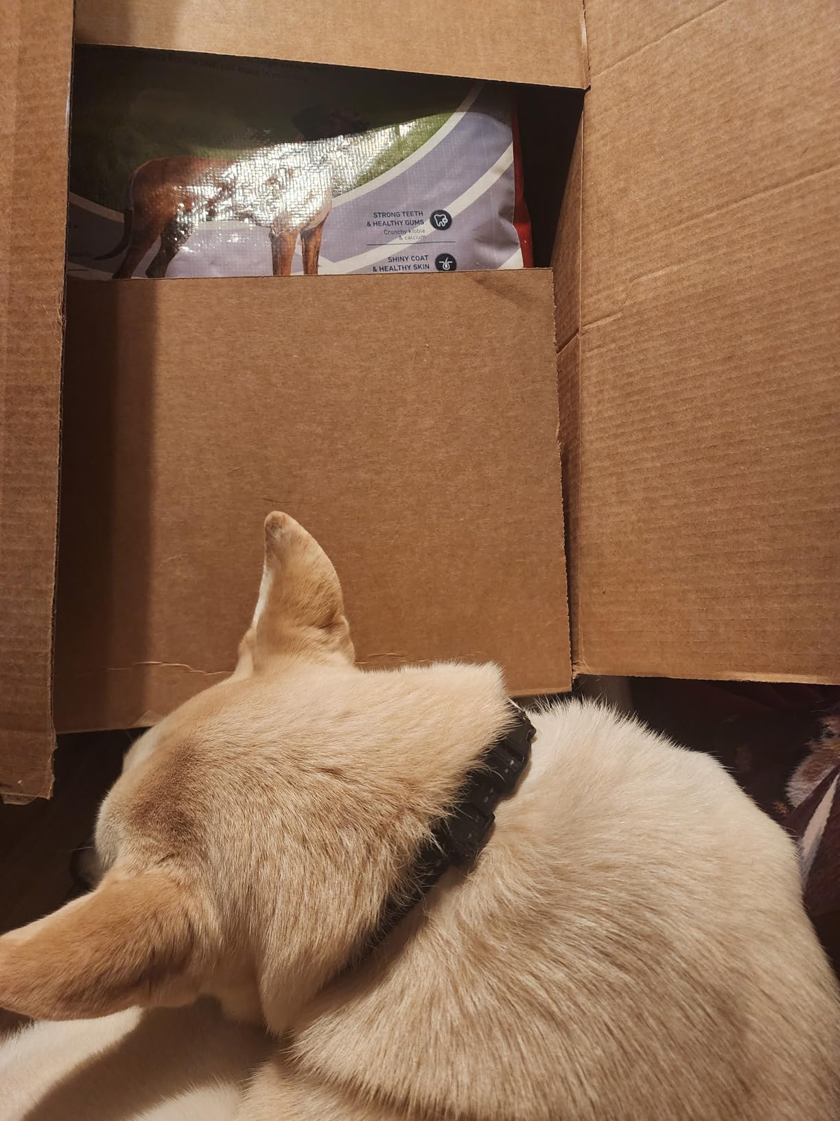 Purina One +Plus Dry Dog Food for Large Adult Dogs High Protein, Real Chicken - 31.1 lb Bag customer photo 1