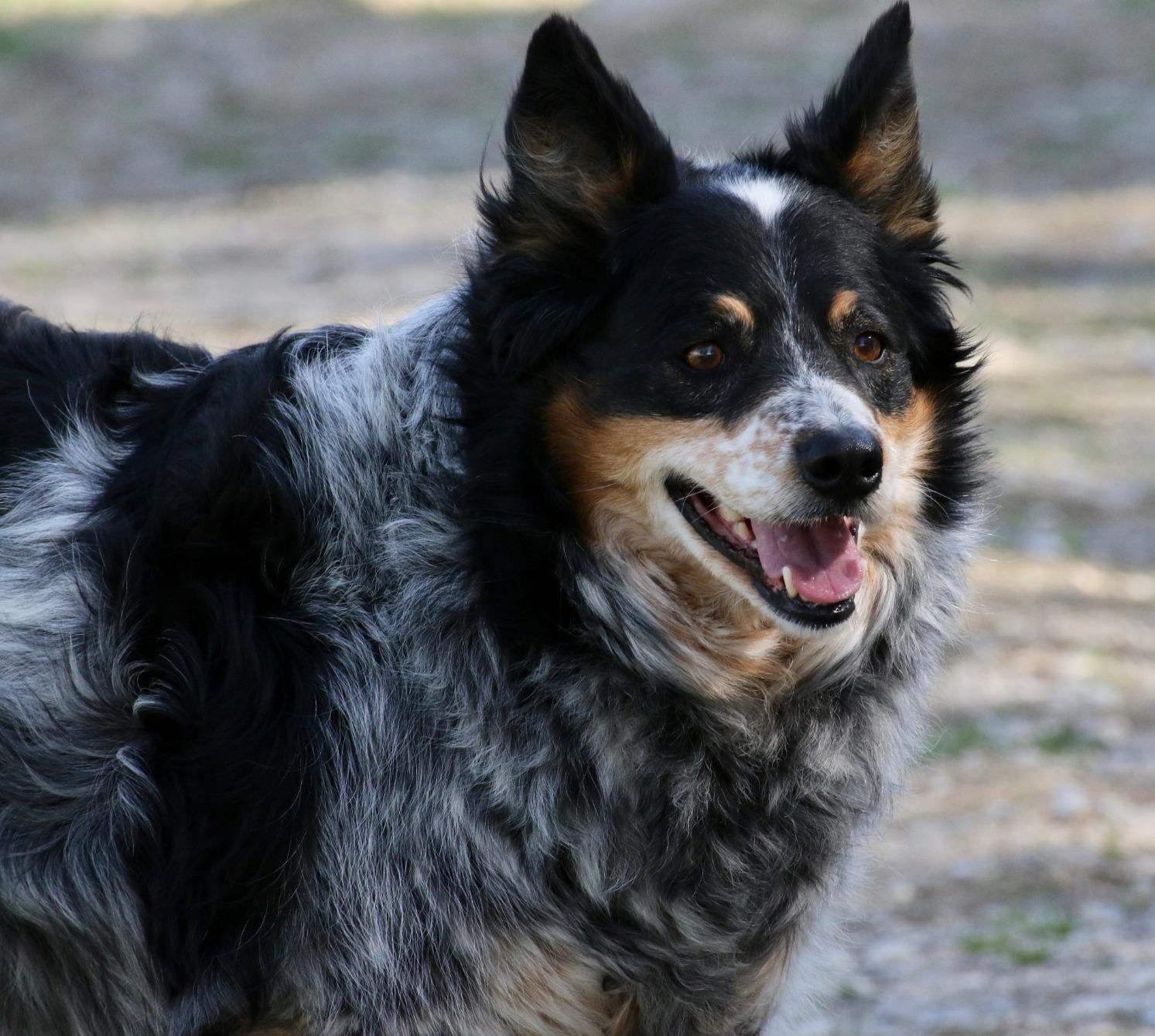 Purina One +Plus Dry Dog Food for Large Adult Dogs High Protein, Real Chicken - 31.1 lb Bag customer photo 2