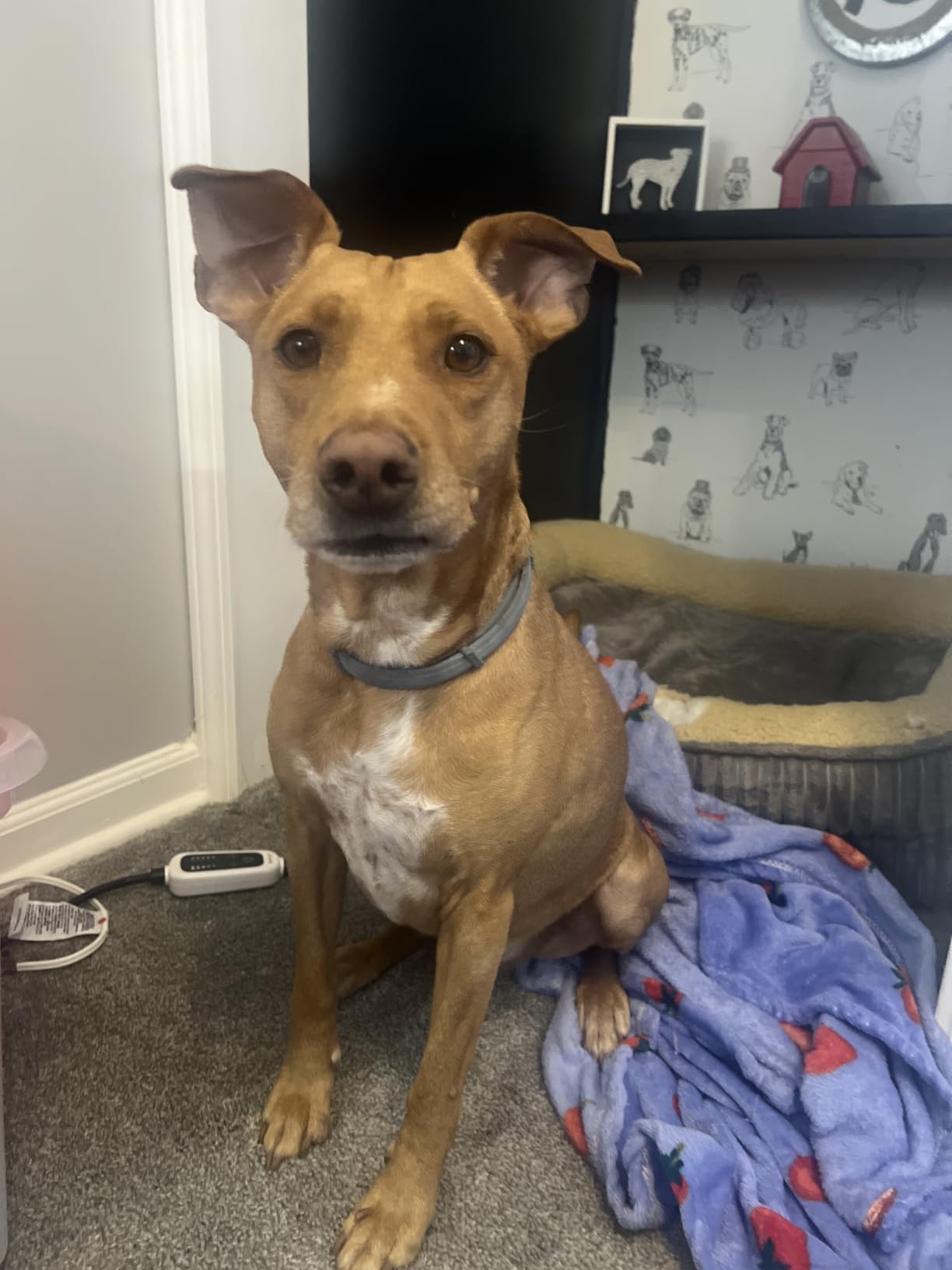 Seresto Flea & Tick Collar For Dogs Over 18 lbs., Treatment & Prevention, Vet-Recommend, 8 Month Protection customer photo 1