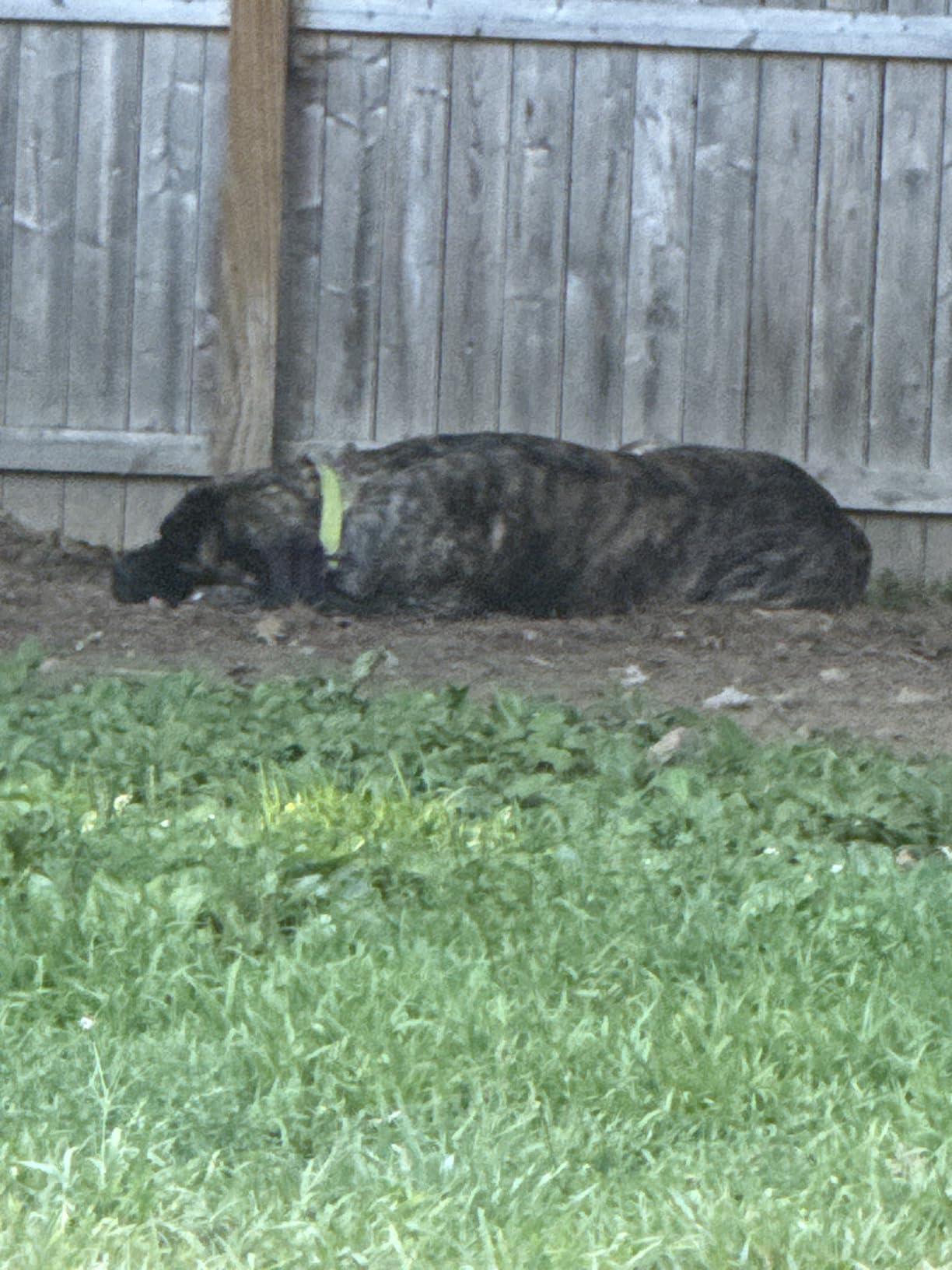 K9 Advantix II XL Dog Vet-Recommended Flea, Tick & Mosquito Treatment & Prevention | Dogs Over 55 lbs. | 2-Mo Supply customer photo 1