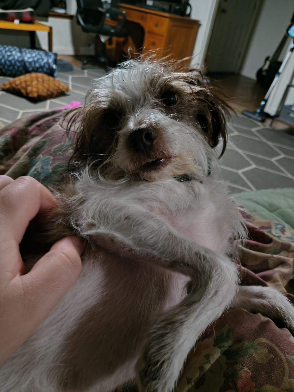 K9 Advantix II Medium Dog Vet-Recommended Flea, Tick & Mosquito Treatment & Prevention | Dogs 11-20 lbs. | 2-Mo Supply customer photo 1