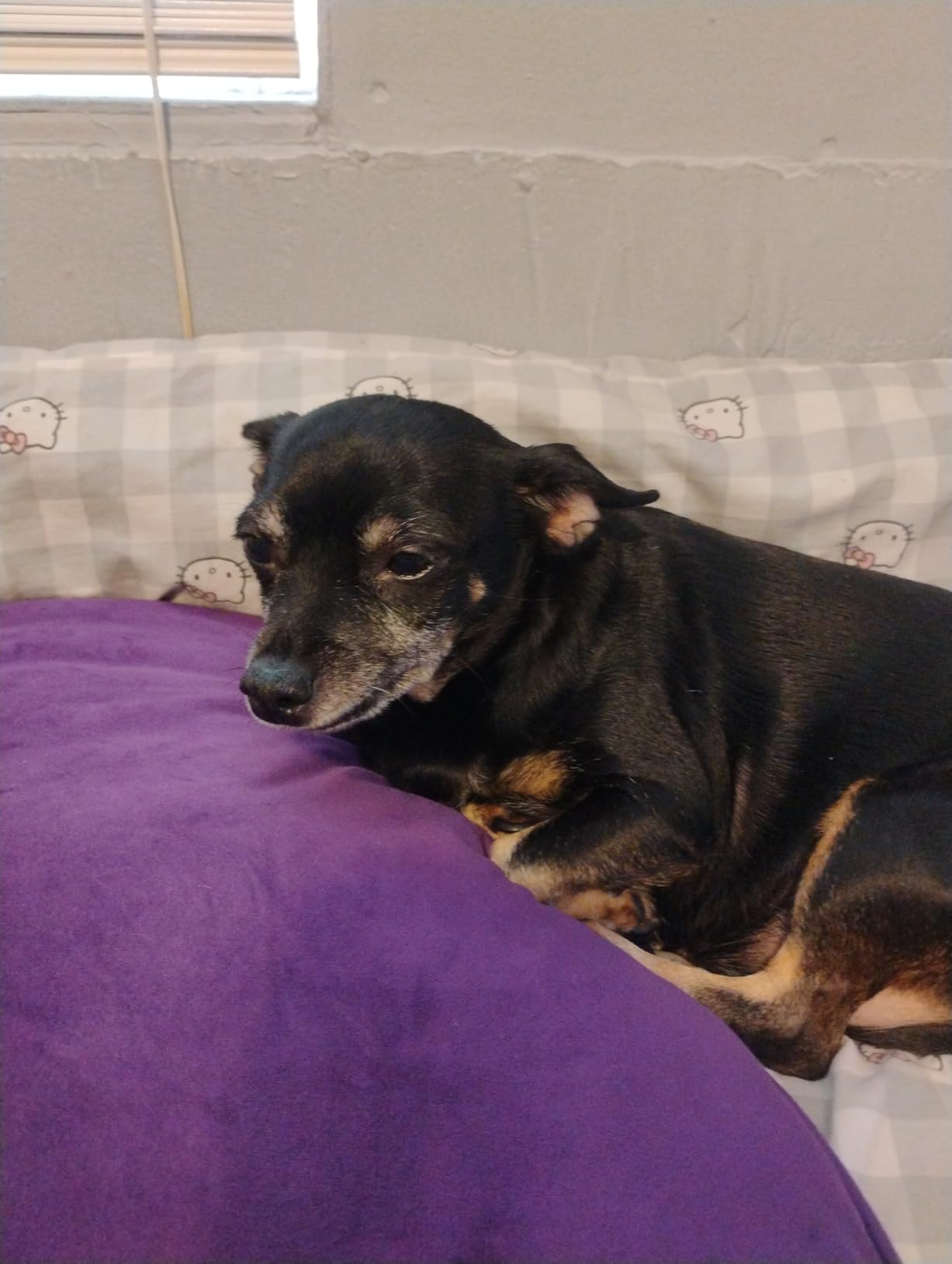 K9 Advantix II Medium Dog Vet-Recommended Flea, Tick & Mosquito Treatment & Prevention | Dogs 11-20 lbs. | 2-Mo Supply customer photo 2