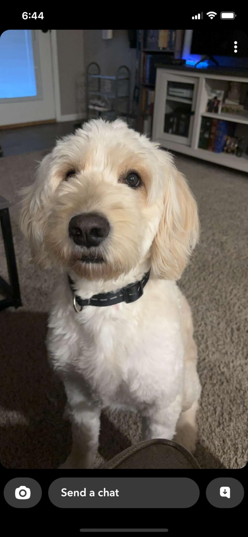 K9 Advantix II Large Dog Vet-Recommended Flea, Tick & Mosquito Treatment & Prevention | Dogs 21-55 lbs. | 2-Mo Supply (Packaging may vary) customer photo 1