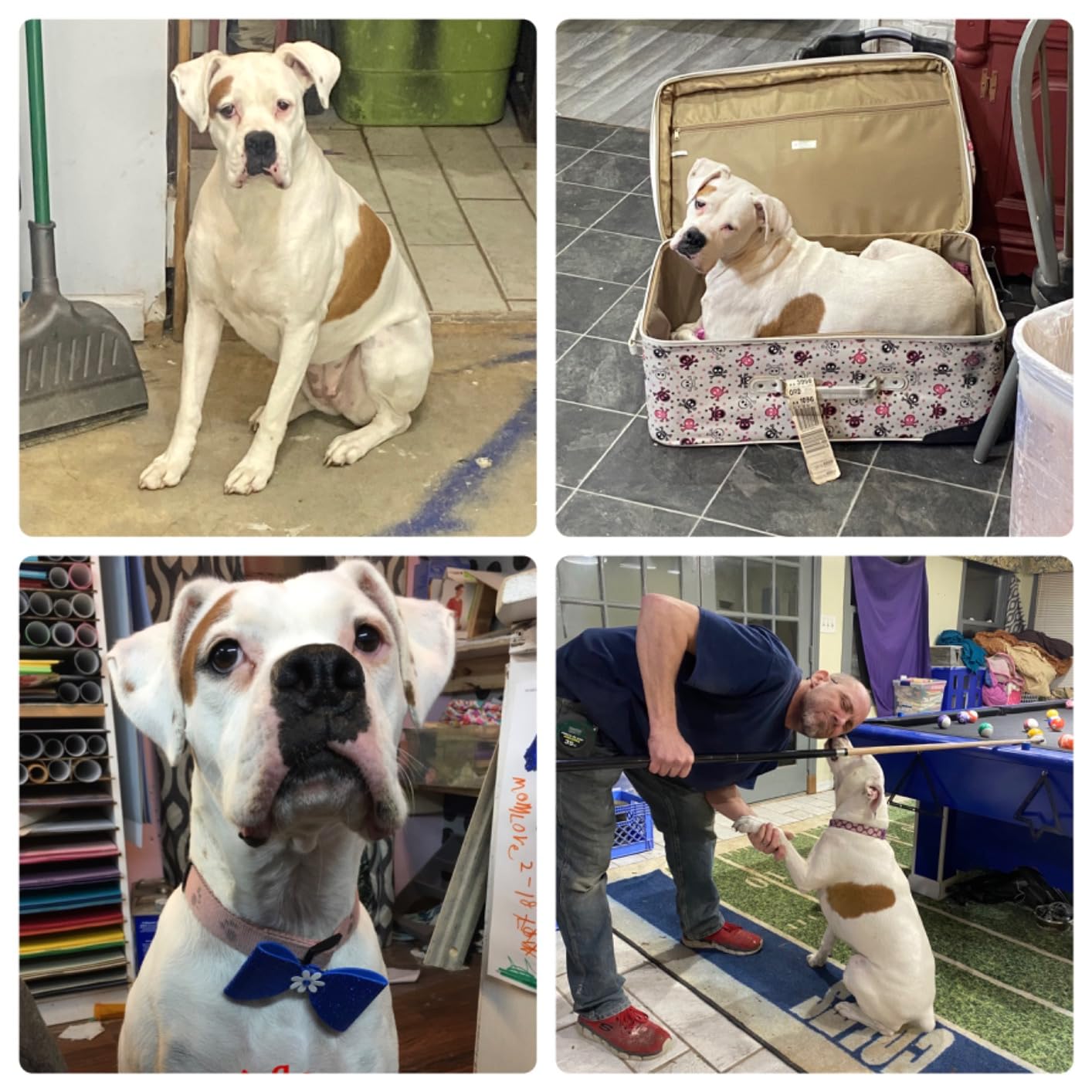 K9 Advantix II Large Dog Vet-Recommended Flea, Tick & Mosquito Treatment & Prevention | Dogs 21-55 lbs. | 2-Mo Supply (Packaging may vary) customer photo 2