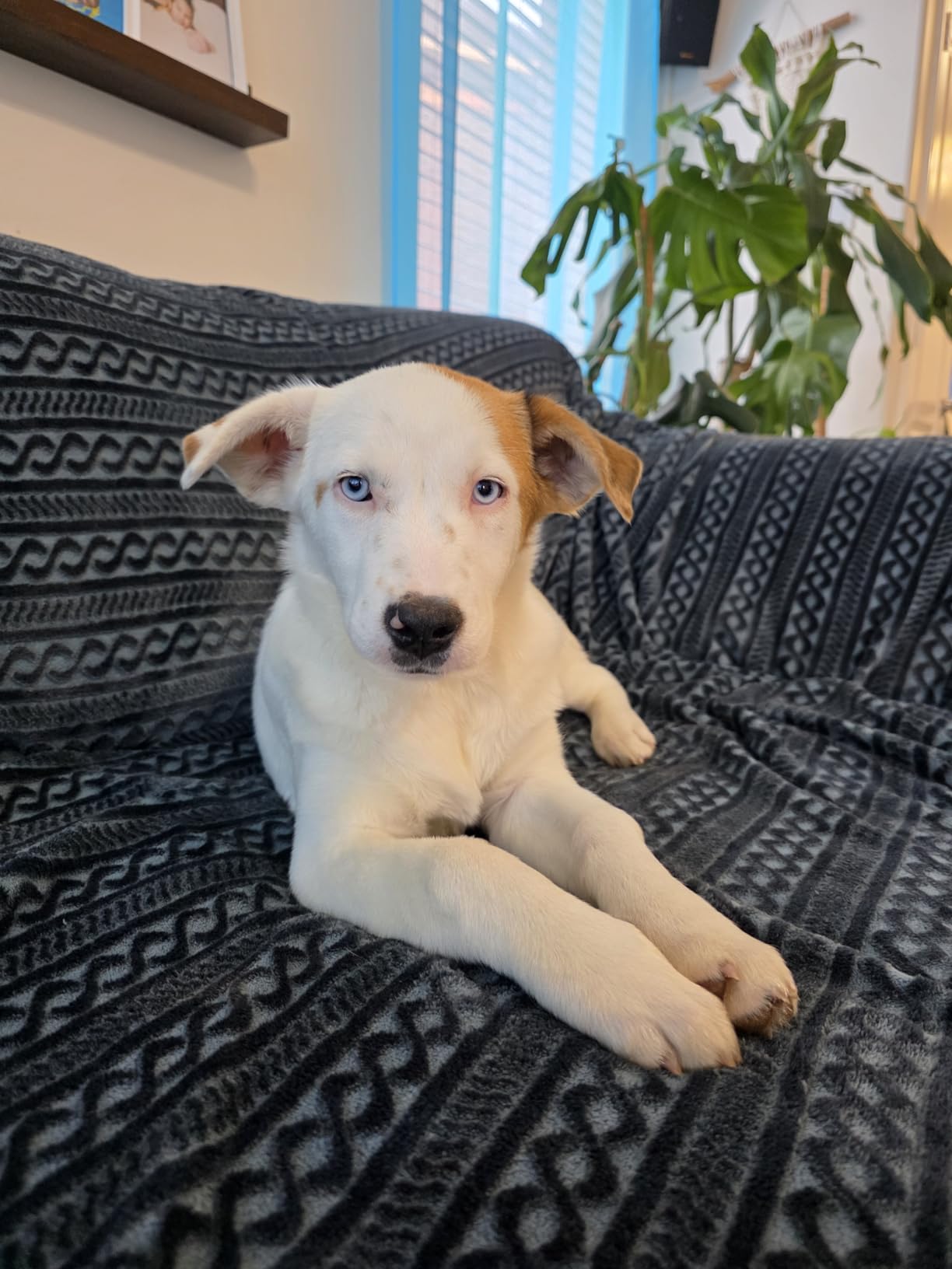 PetArmor Plus Flea and Tick Prevention for Dogs, Small Dog Flea and Tick Treatment, 3 Doses, Waterproof Topical, Fast Acting (5-22 lbs) customer photo 1