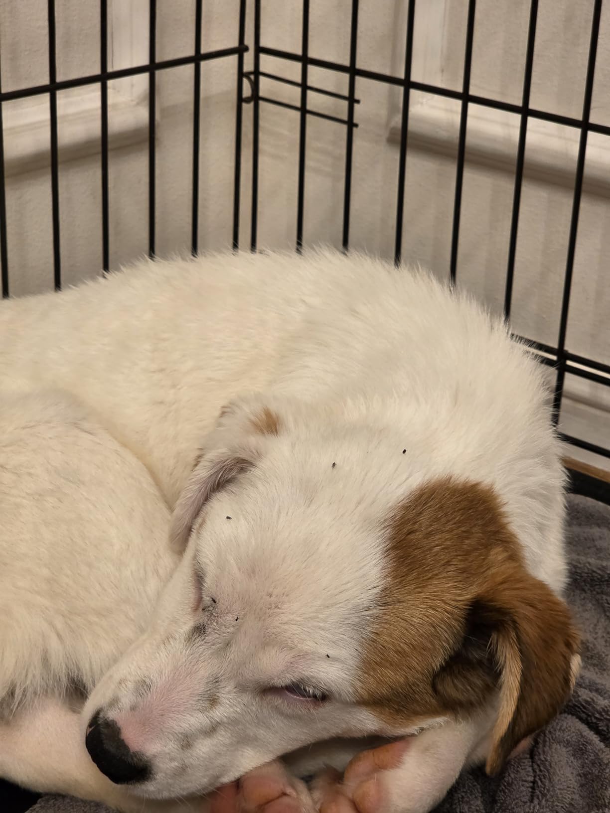 PetArmor Plus Flea and Tick Prevention for Dogs, Small Dog Flea and Tick Treatment, 3 Doses, Waterproof Topical, Fast Acting (5-22 lbs) customer photo 2