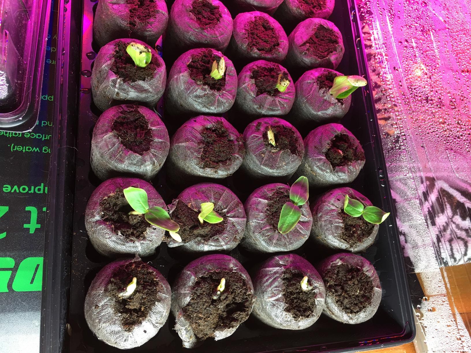 VIVOSUN Digital Heat Mat Thermostat Controller, 40-108 ºF 1000W for Reptiles, Seedlings, Germination, Incubation and Fermentation customer photo 2