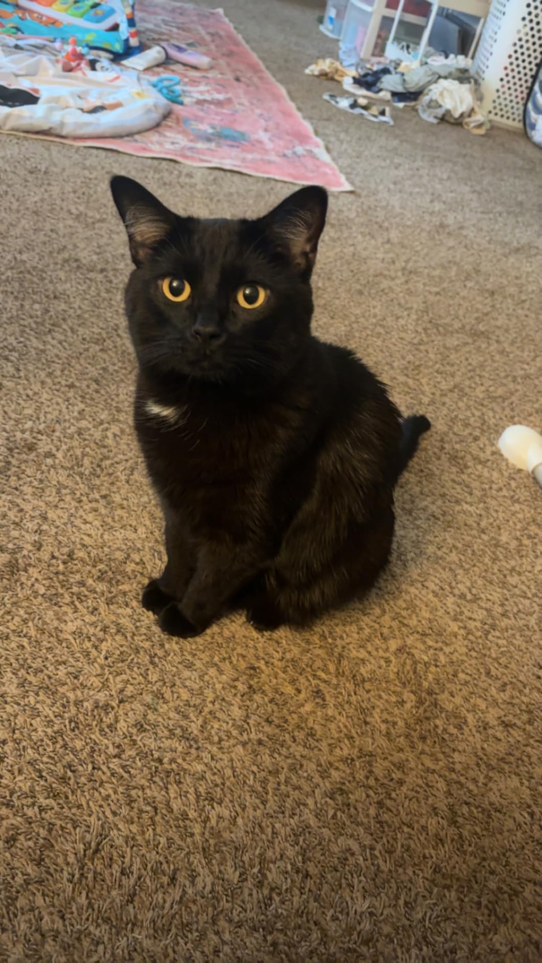 IAMS Proactive Health Dry Cat Food, Indoor Weight and Hairball Care Cat Food Dry Recipe, with Real Chicken in Every Bite, 7 lb. Bag customer photo 1