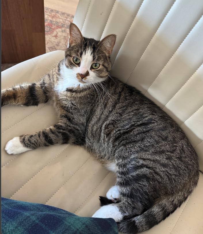 IAMS Proactive Health Dry Cat Food, Indoor Weight and Hairball Care Cat Food Dry Recipe, with Real Chicken in Every Bite, 7 lb. Bag customer photo 2