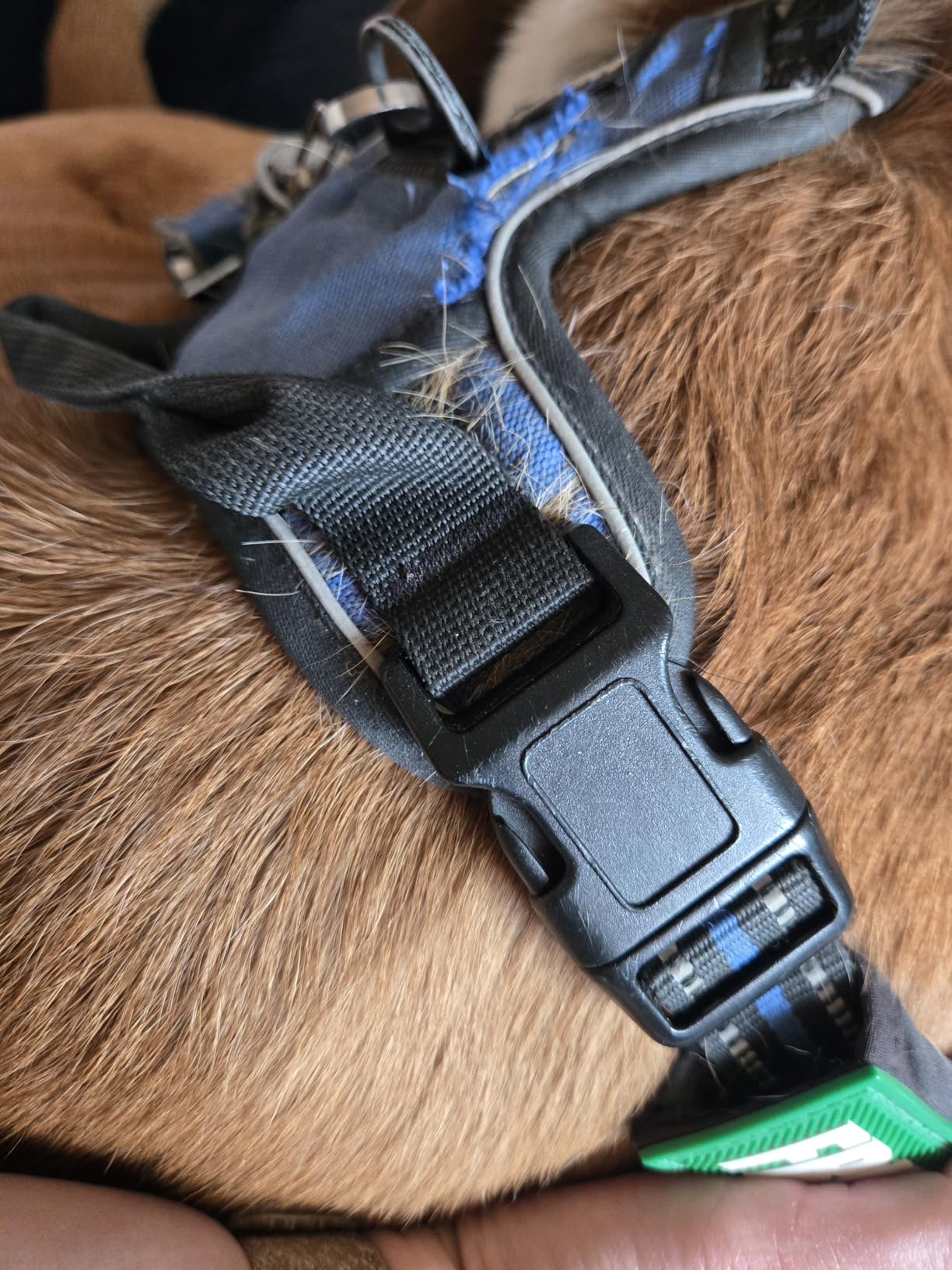 rabbitgoo Dog Harness No Pull with 2 Leash Clips, Adjustable Soft Padded, Reflective Oxford No Choke Pet Vest with Easy Control Handle for Large Dogs, Black, L customer photo 1