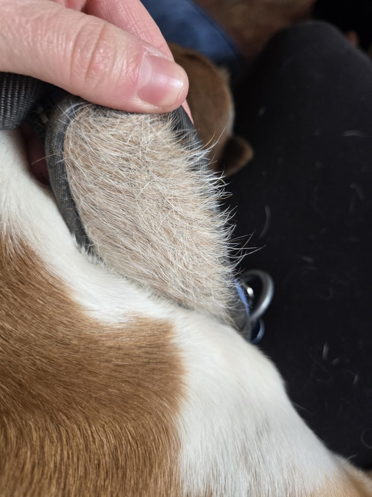 rabbitgoo Dog Harness No Pull with 2 Leash Clips, Adjustable Soft Padded, Reflective Oxford No Choke Pet Vest with Easy Control Handle for Large Dogs, Black, L customer photo 2