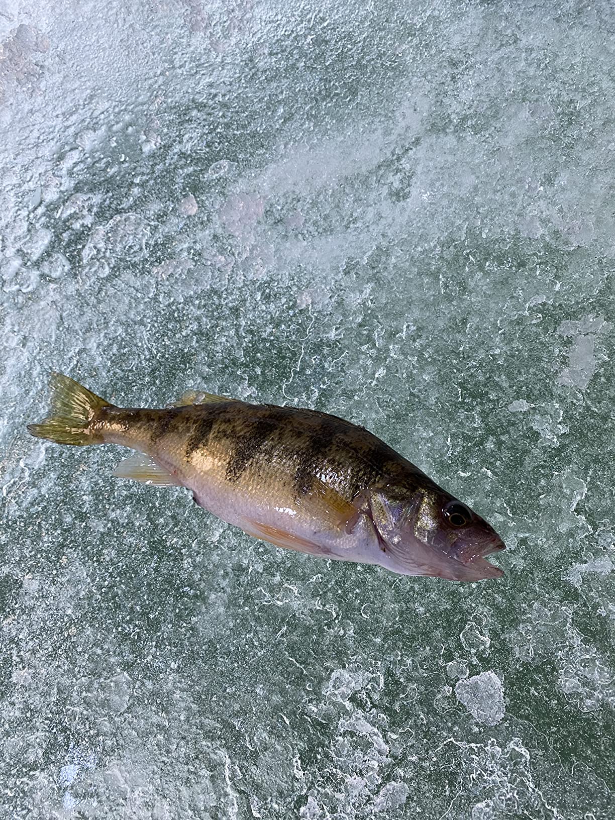 Humminbird 410150-1 PiranhaMAX 4 customer photo 1