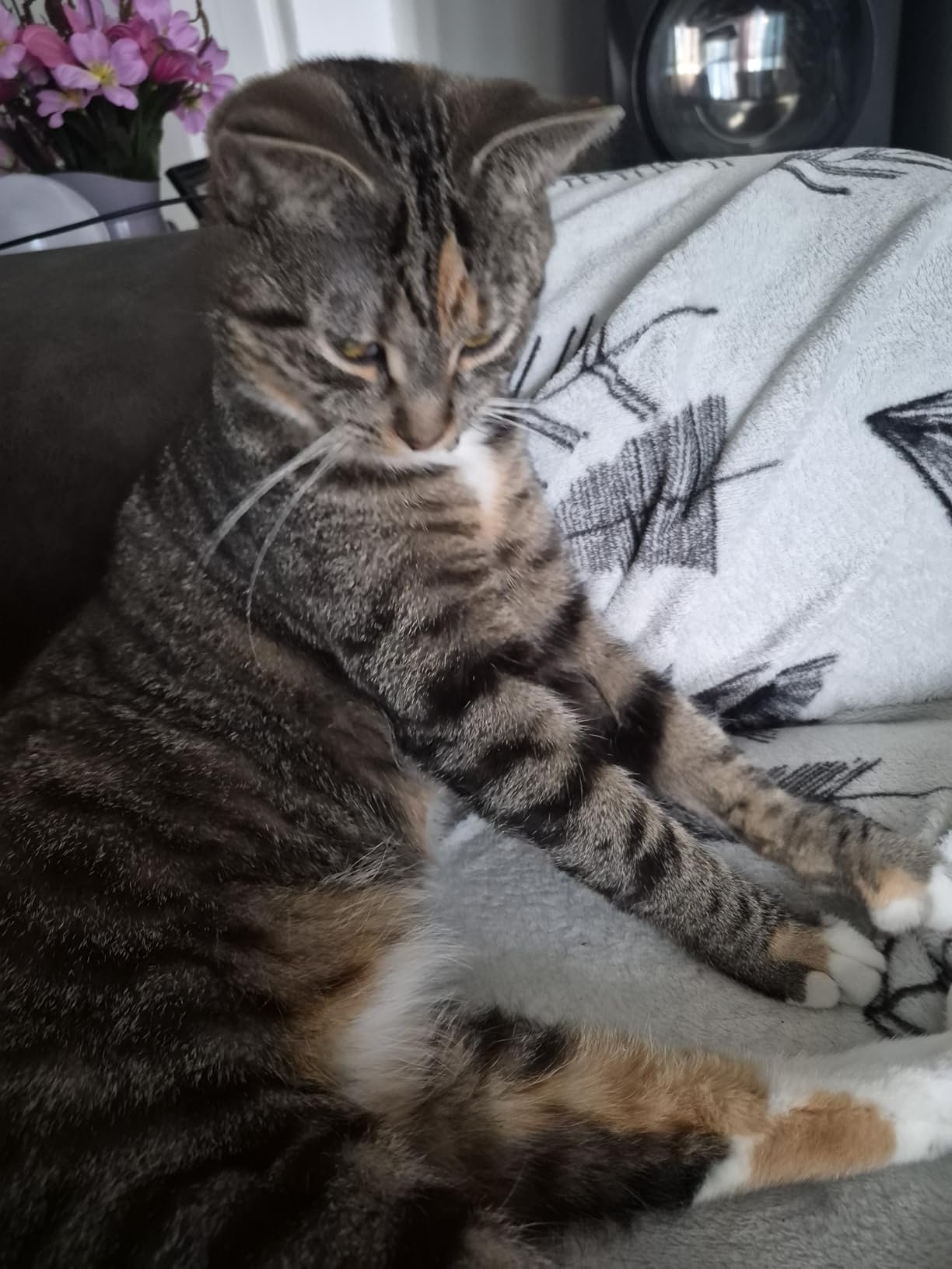 Nutrish Indoor Complete Chicken, Lentils & Salmon Recipe Dry Cat Food, 6 lb. Bag, Packaging May Vary (Rachael Ray) customer photo 2