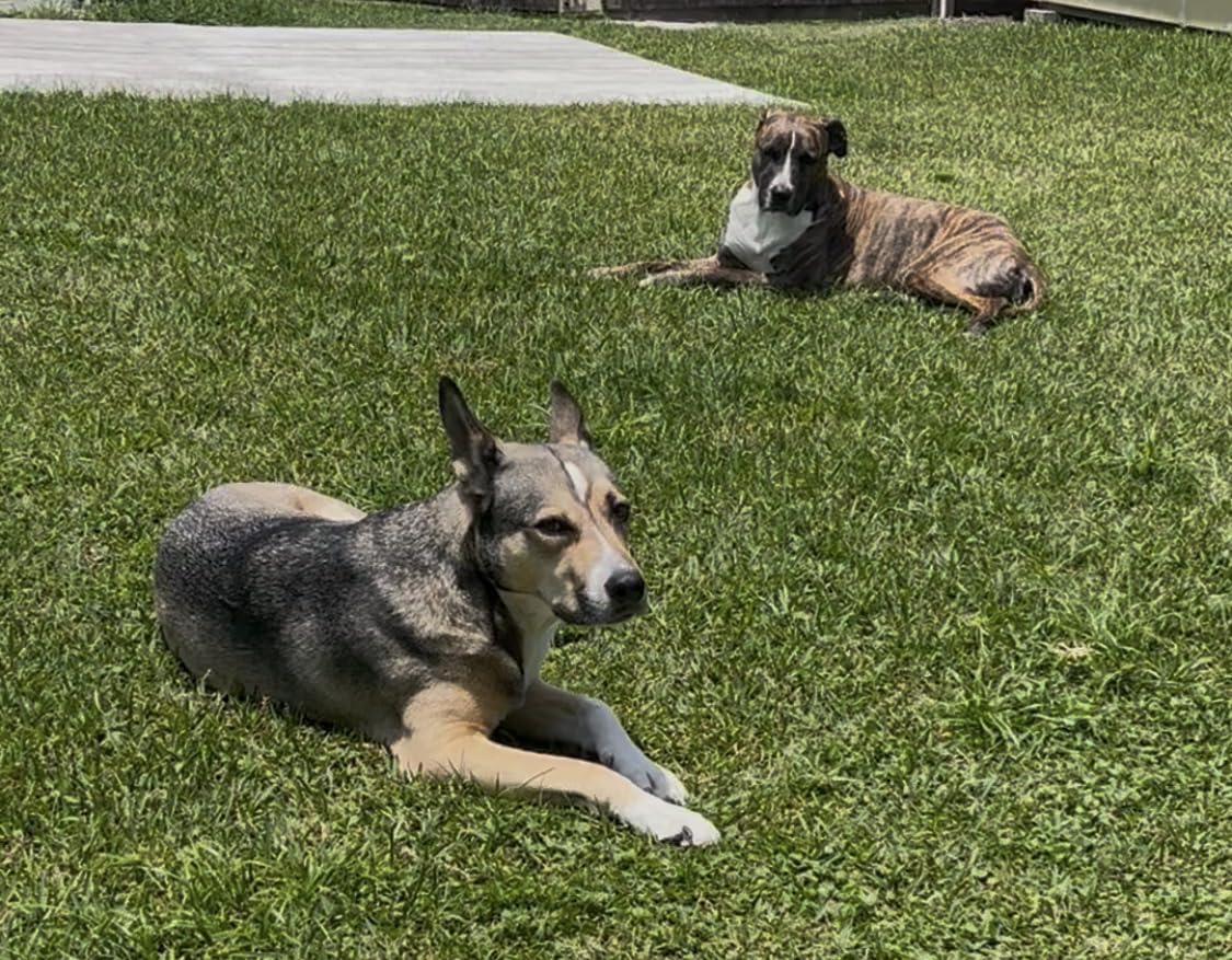 Hill's Science Diet Large Breed Adult Dry Dog Food 1-5, Quality Protein for Joint Support & Lean Muscles, Chicken & Barley, 35 lb. Bag customer photo 2