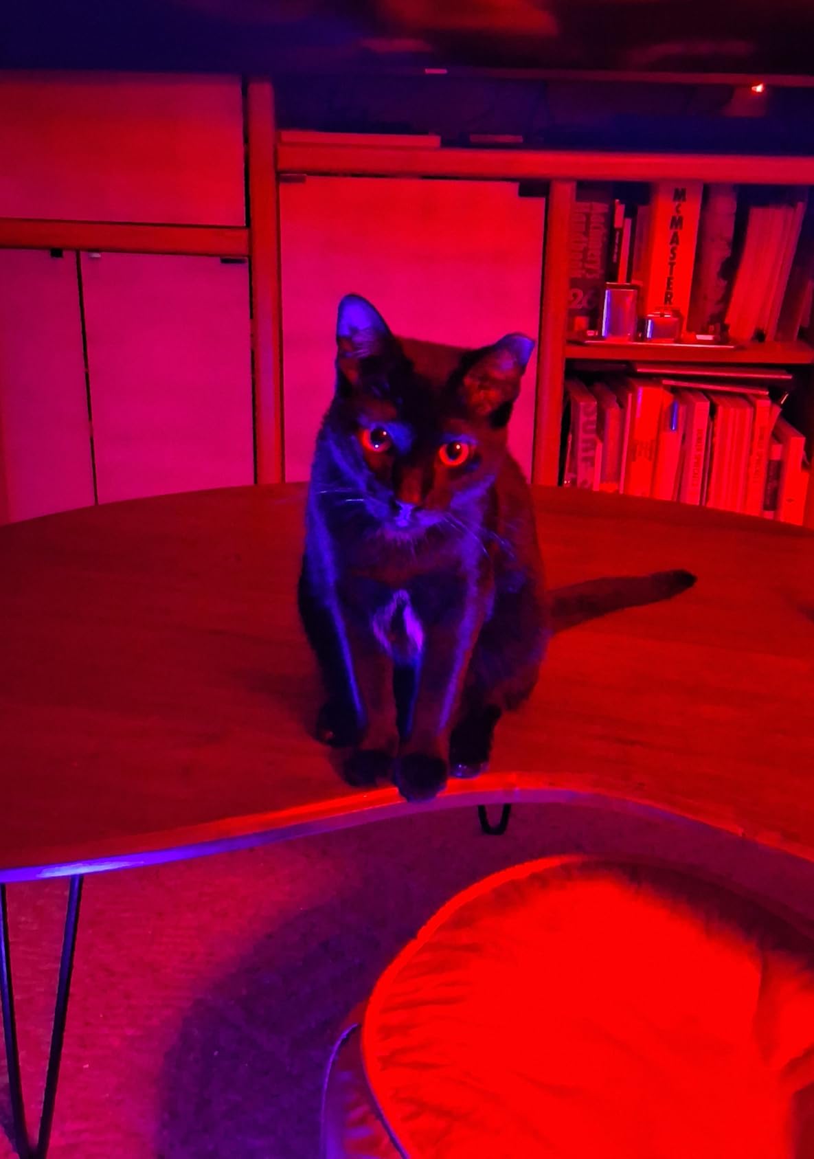 hykolity 4 Pack Linkable LED Shop Light, 4FT 42W [250W Equivalent], 4400lm, 5000K Daylight, with Plug, Utility Light Fixture, Hanging or Surface Mount, White customer photo 2