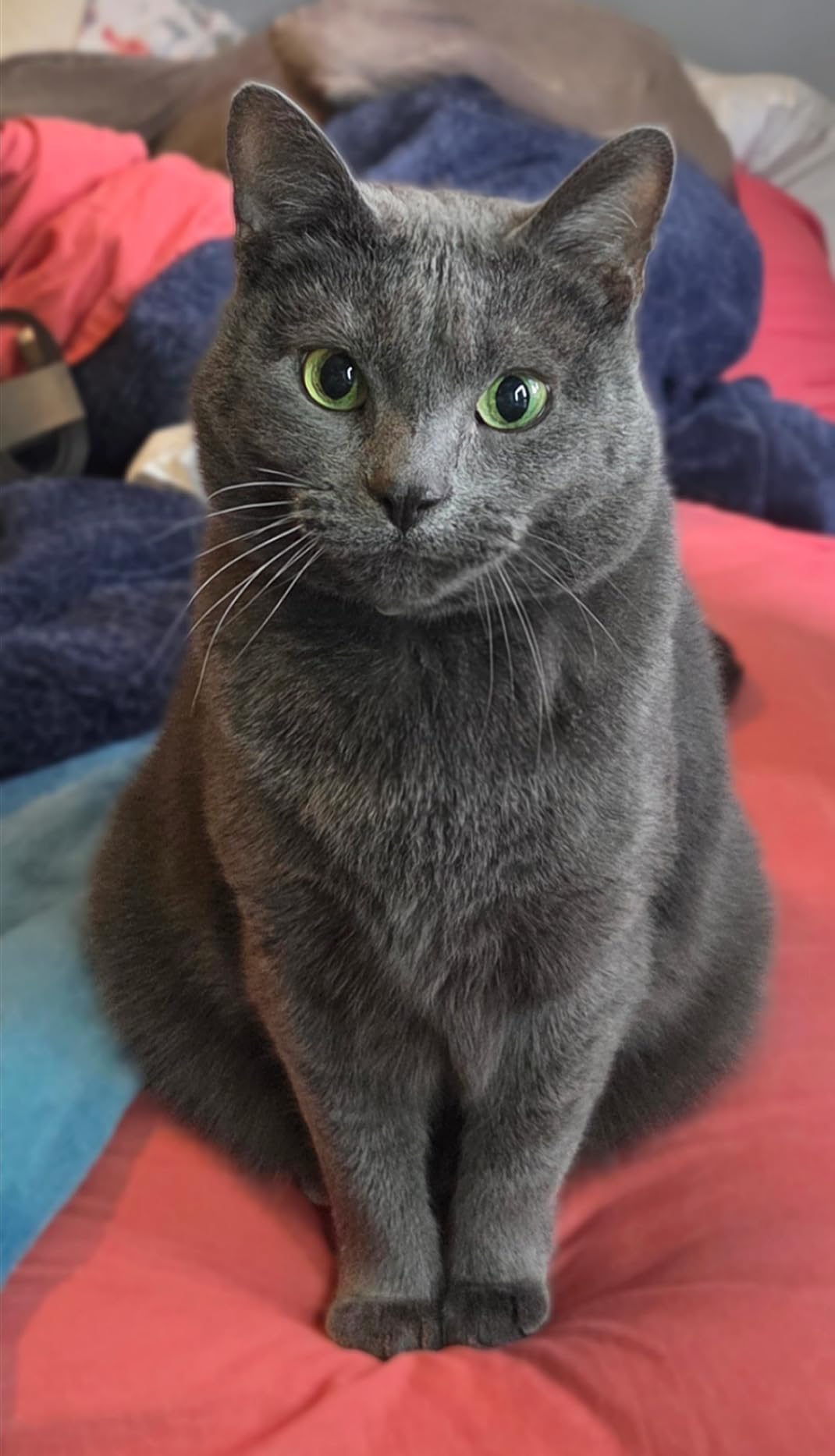 Solid Gold Indoor Dry Cat Food - Grain Free & Gluten Free - Chicken Cat Food Dry Kibble for Indoor Cats w/Probiotics & Fiber for Gut Health - Sensitive Stomach & Hairball Support for Adult Cats - 3LB customer photo 1