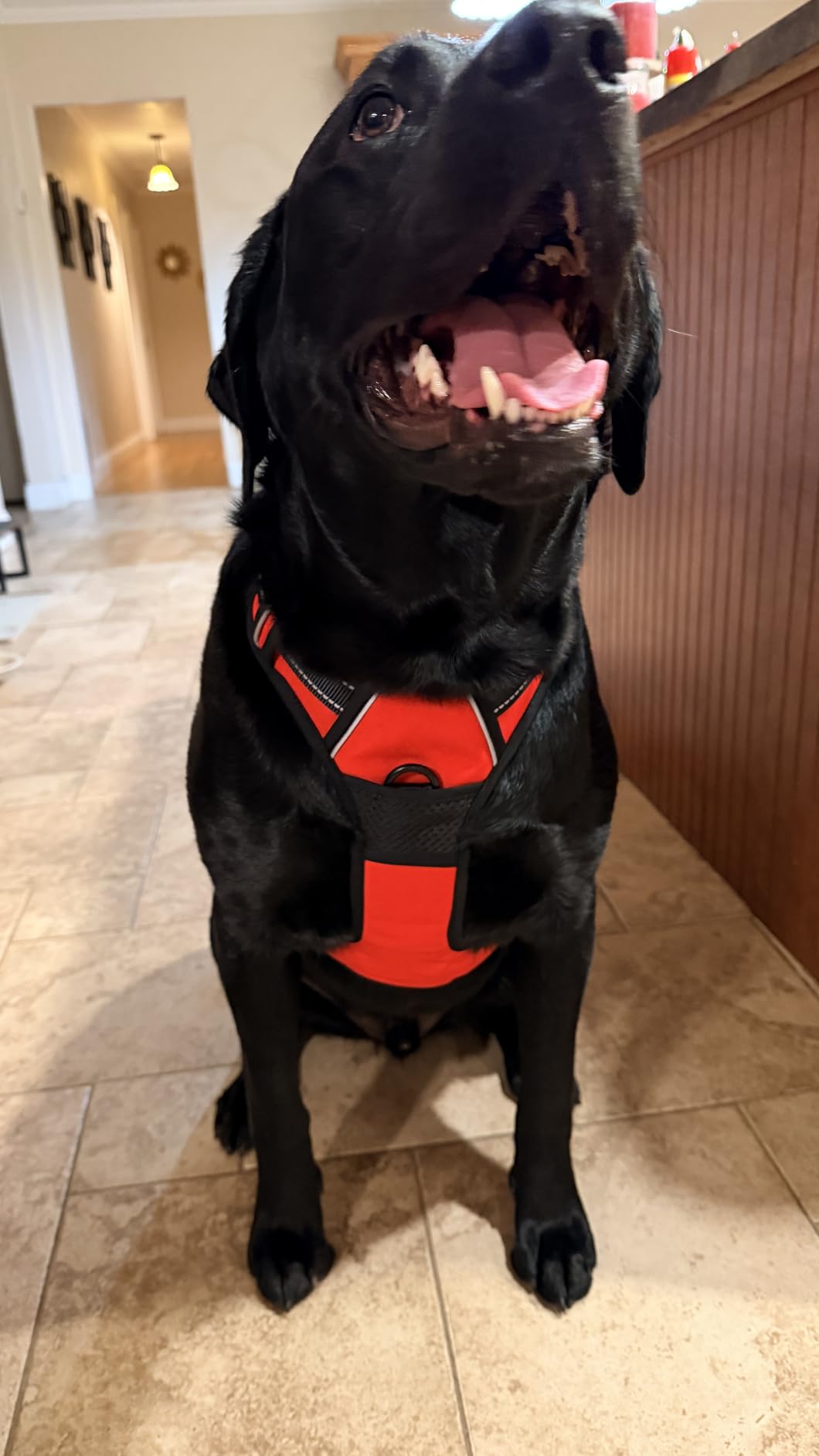 BARKBAY No Pull Dog Harness Front Clip Heavy Duty Reflective Easy Control Handle for Large Dog Walking(Black,L) customer photo 1