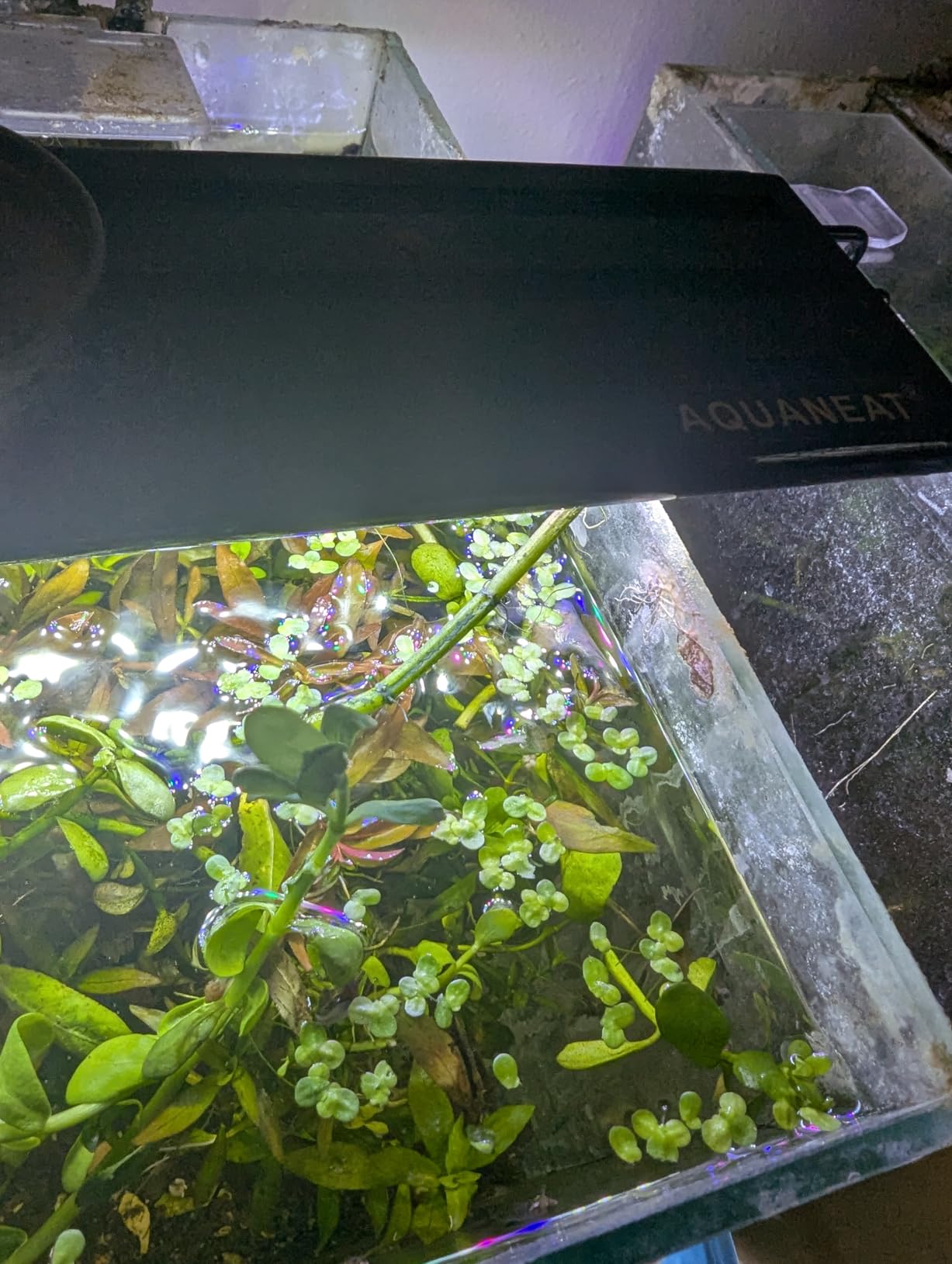 AQUANEAT LED Aquarium Light Full Spectrum 12 Inch Fish Tank Light Fresh Water customer photo 2