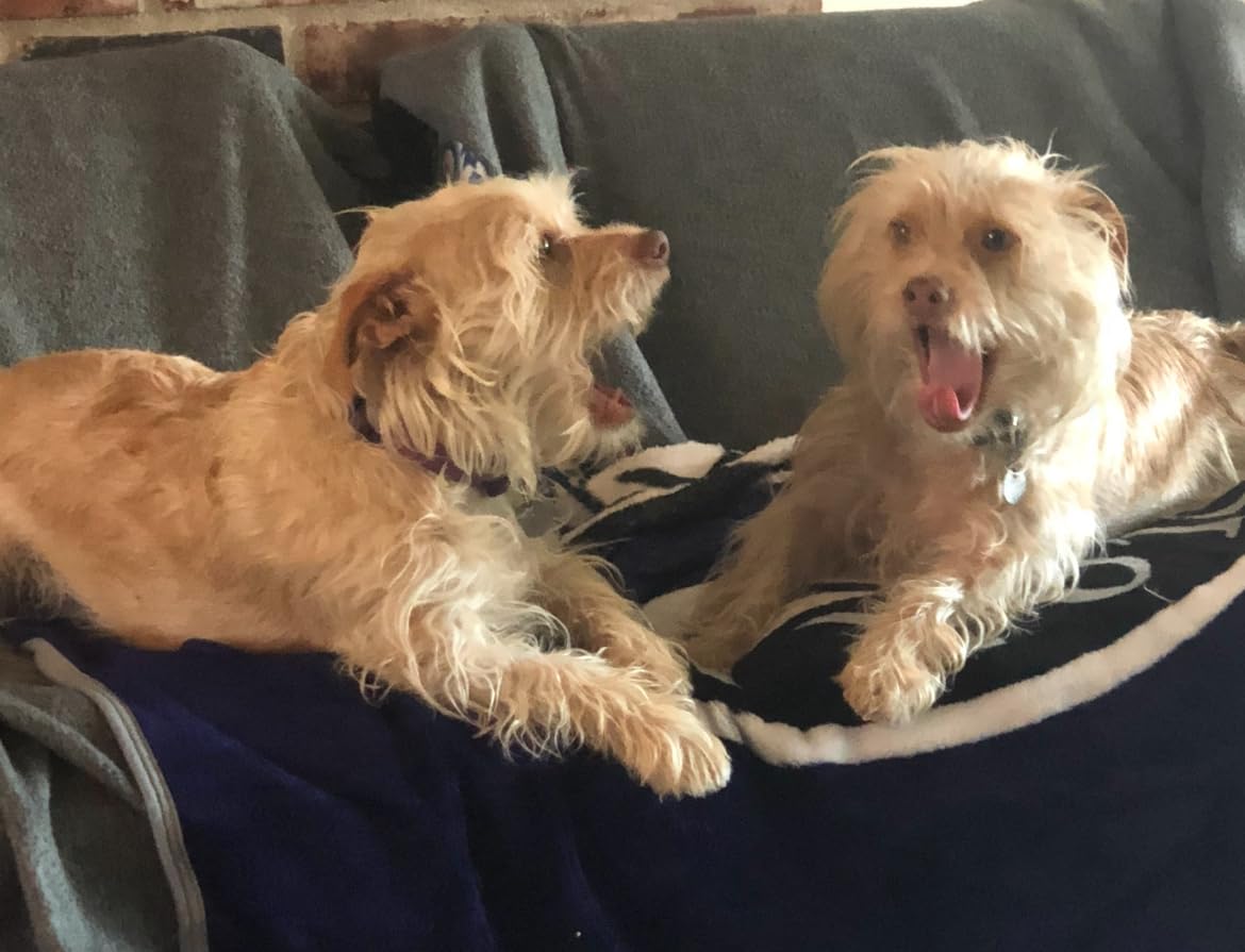 PetArmor CAPACTION (nitenpyram) Oral Flea Treatment for Dogs, Fast Acting Tablets Start Killing Fleas in 30 Minutes, Dogs Over 25 lbs, 6 Doses (Pack of 1) (Packaging May Vary) customer photo 1