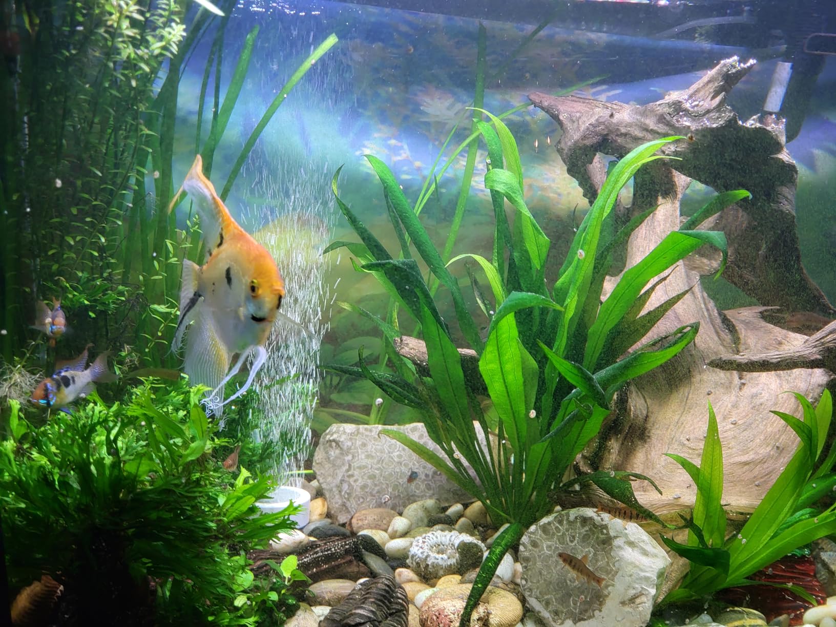 Fluval 107 Performance Canister Filter - for Aquariums Up to 30 Gallons - Aquarium Canister Filter customer photo 1