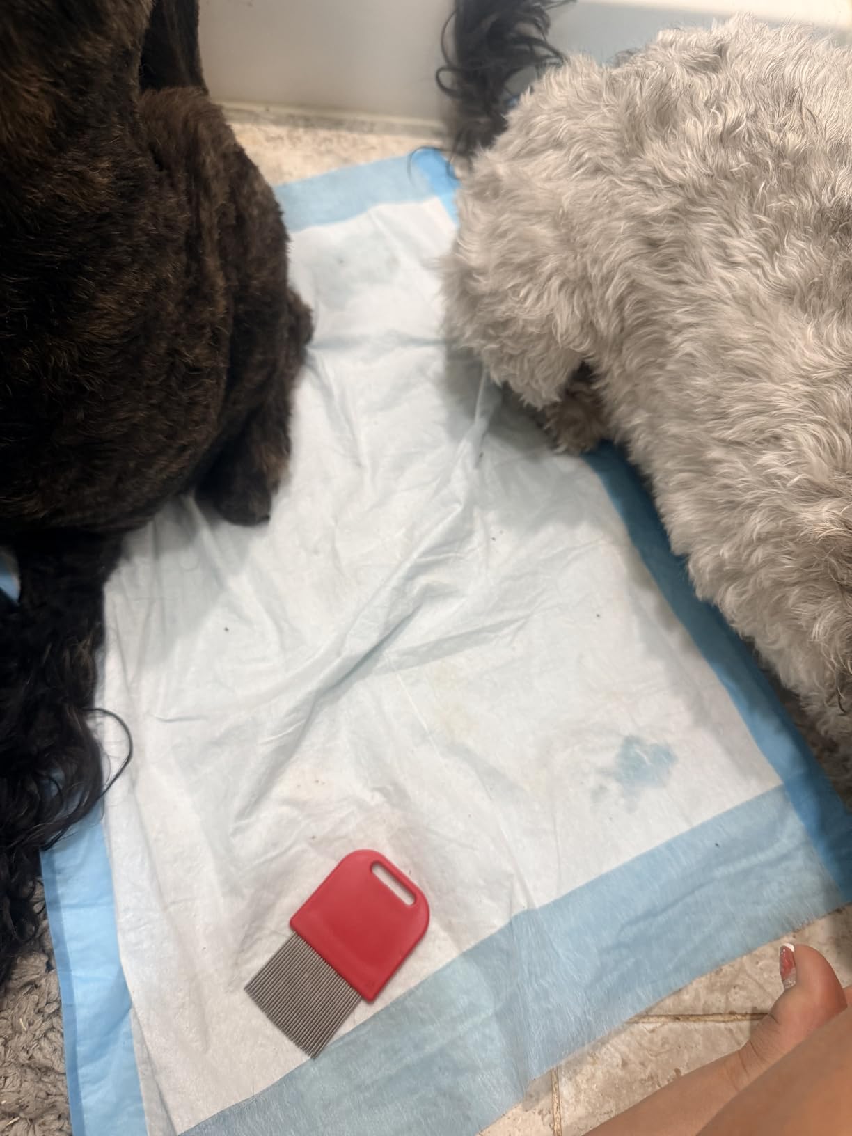 Capstar (Nitenpyram) Fast-Acting Oral Flea Treatment for Dogs 2-25 Lbs, Vet-Recommended Medication Tablets, Flea Tablets for Dogs Start Killing in 30 Minutes, 6 Doses customer photo 1