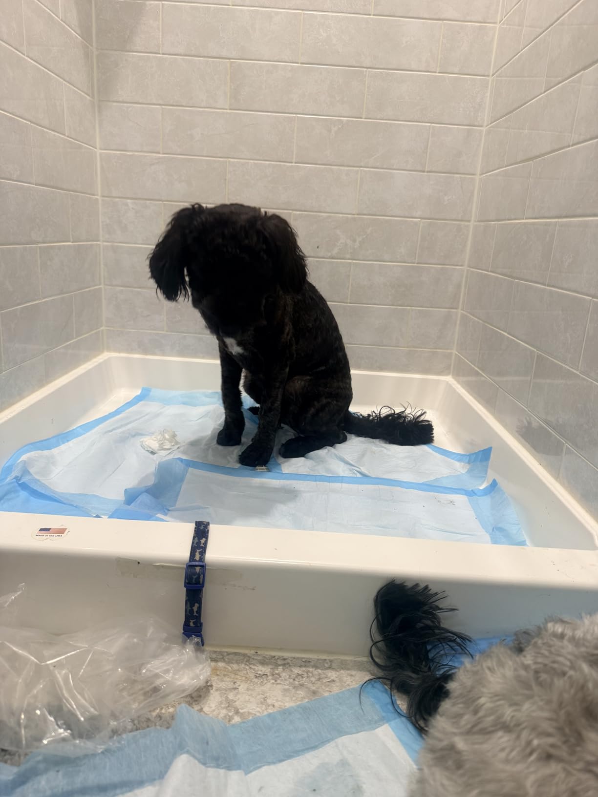 Capstar (Nitenpyram) Fast-Acting Oral Flea Treatment for Dogs 2-25 Lbs, Vet-Recommended Medication Tablets, Flea Tablets for Dogs Start Killing in 30 Minutes, 6 Doses customer photo 2